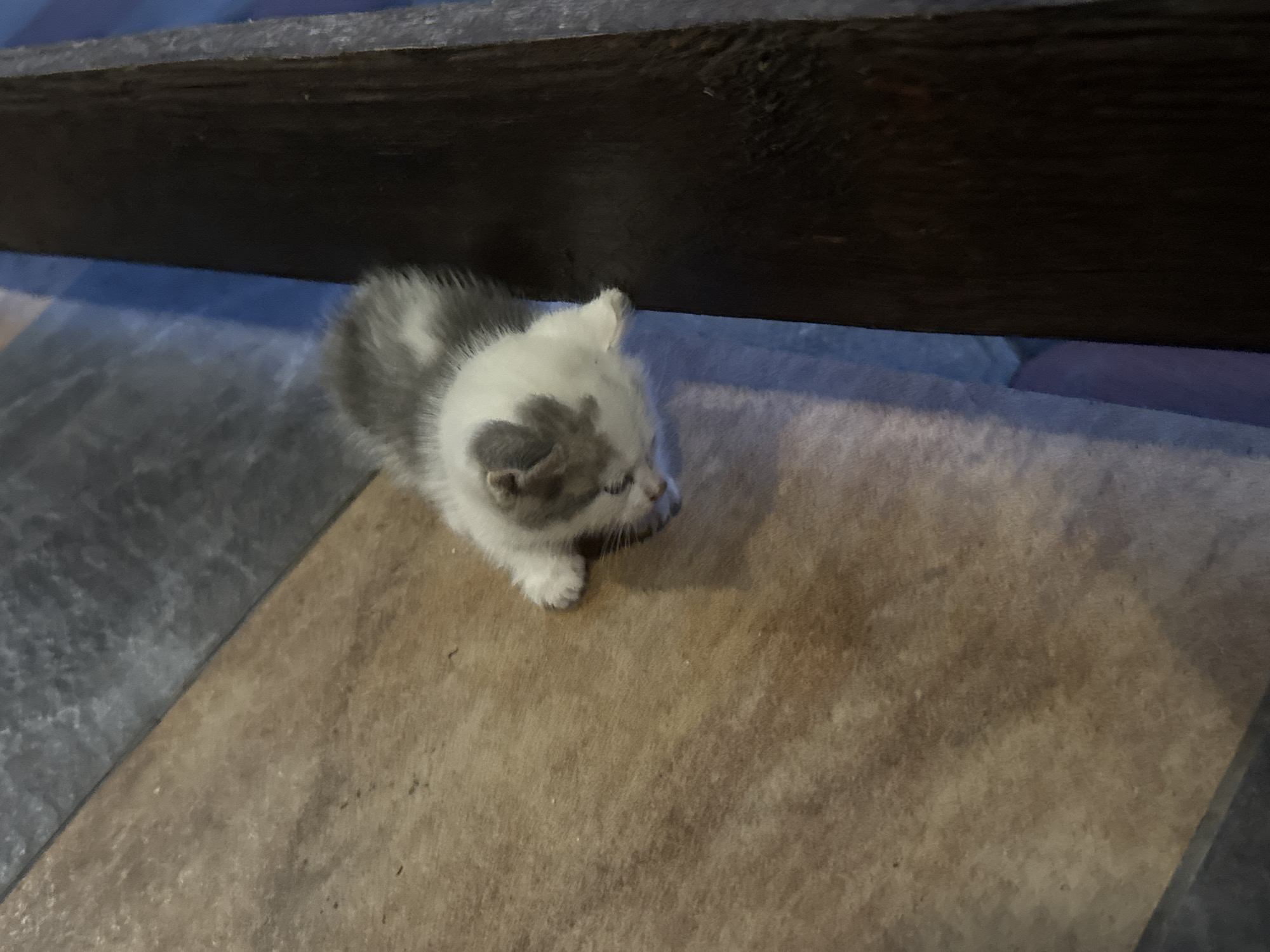 A small, grey and white kitten is the main subject of this close-up, high-angle shot. The kitten is positioned on a tan, textured surface that appears to be a rug or mat, and is looking towards the right side of the frame. Its fur is soft and fluffy, with distinct grey markings on its head and body. One of its front paws is visible, resting on the surface.
Behind the kitten, the floor transitions to a pattern of grey and blue tiles, with a dark wooden beam or furniture piece running horizontally across the upper portion of the image. The lighting suggests it might be indoors, possibly during the day, although no specific time or weather cues are evident. The scene appears to be a quiet, domestic setting in Bohunove, Ukraine. There is no visible text in the image. The overall impression is one of a calm and intimate moment with a young animal.