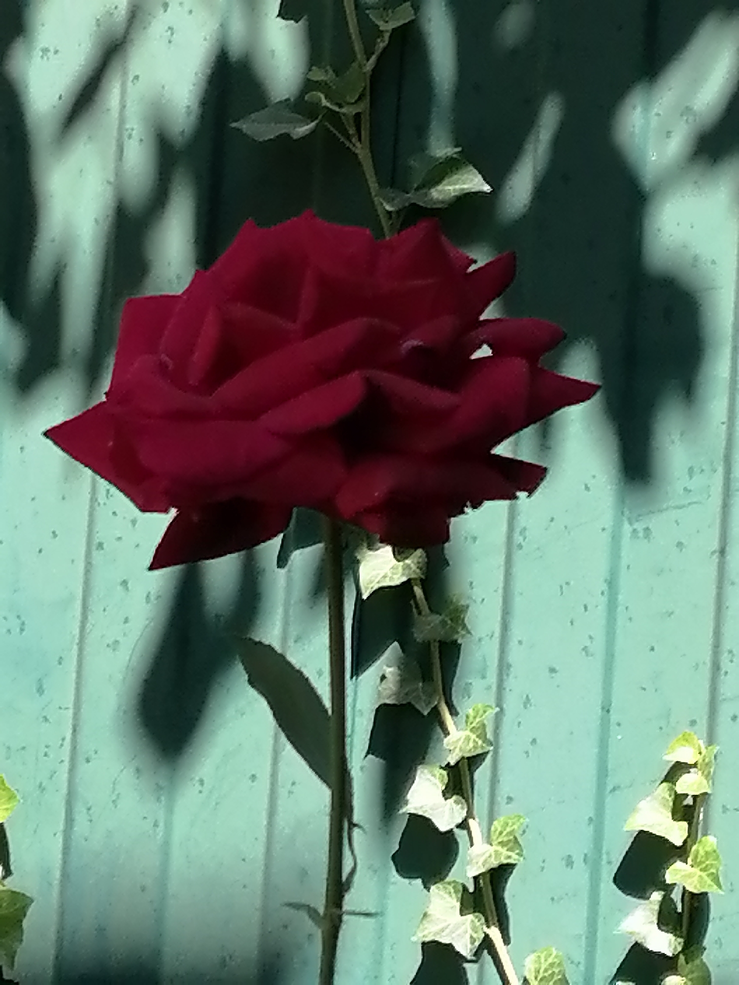 A close-up, vertical shot captures a vibrant red rose against a teal, wooden fence. The rose is in full bloom, its deep red petals unfurling in a complex, layered pattern. A slender, green vine with small, light green leaves entwines around the rose's stem and extends upward, some of its leaves casting shadows. The fence, with its vertical planks and slightly weathered texture, creates a backdrop for the rose. Shadows of what appear to be leaves or branches are cast upon the fence, adding depth and visual interest to the scene. The overall lighting suggests an outdoor setting, likely a garden or patio, on a sunny day, creating a stark contrast between the bright rose and the textured, shaded fence. There is no indication of people or specific locations in the city of Rostov-on-Don.