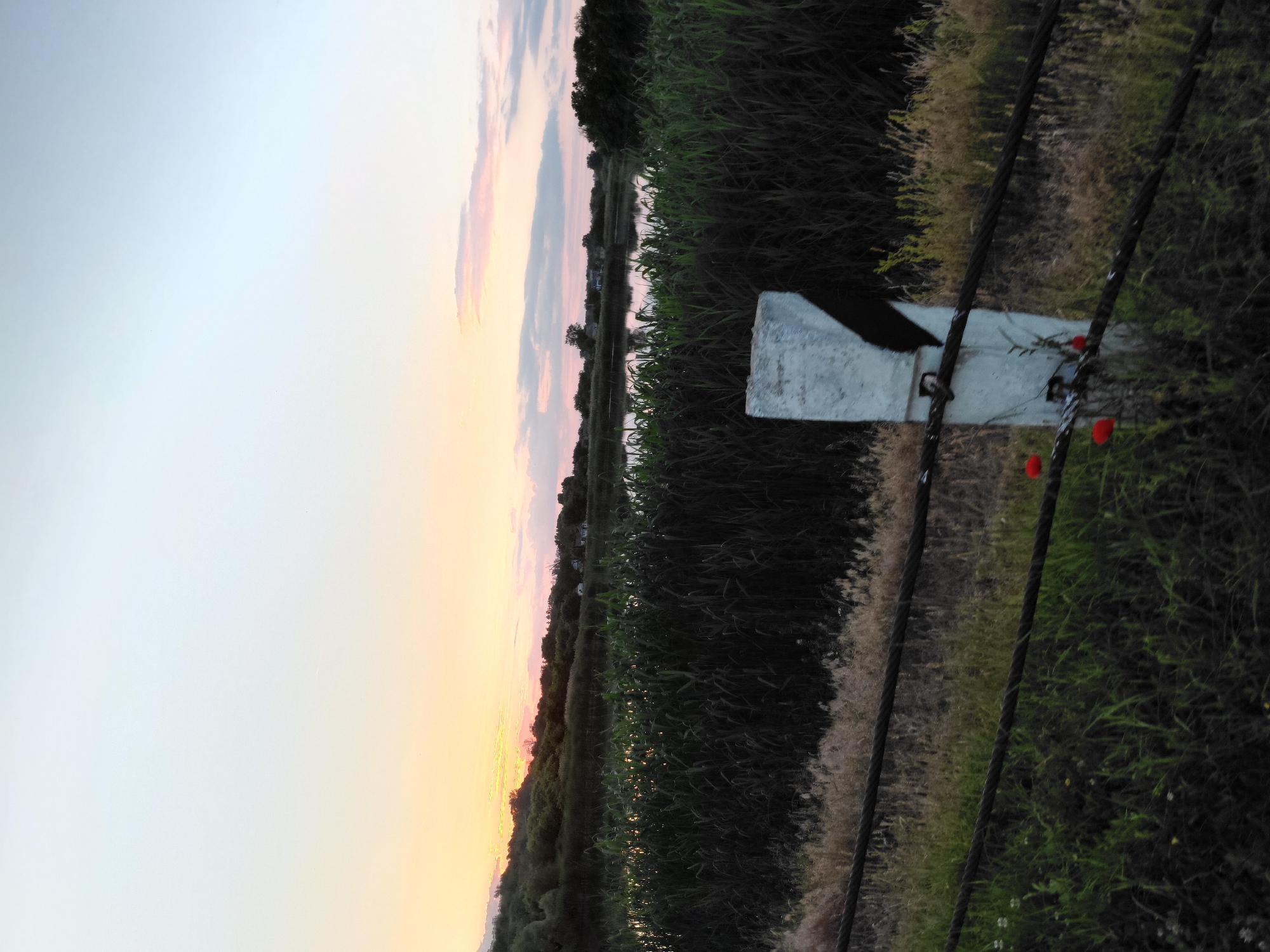 This image depicts a rural landscape at dusk in Ustyvytsia, Ukraine. In the foreground, a weathered white post with a black marking stands beside a two-strand wire fence. The fence is taut and crosses the frame horizontally. On the left side of the post, three vibrant red poppies are visible, attached to the fence. The ground near the fence is covered in green grass and dry, golden weeds. Beyond the fence, a dense growth of dark green reeds or tall grasses forms a thick band, obscuring a body of water. The water reflects the soft, pastel colors of the sunset. In the background, a gentle, tree-covered hill rises, with a few small houses nestled amongst the foliage. The sky is a gradient of pale blue at the top, transitioning through soft pinks and oranges towards the horizon where the sun has set. The overall scene is tranquil and evokes a sense of peace.