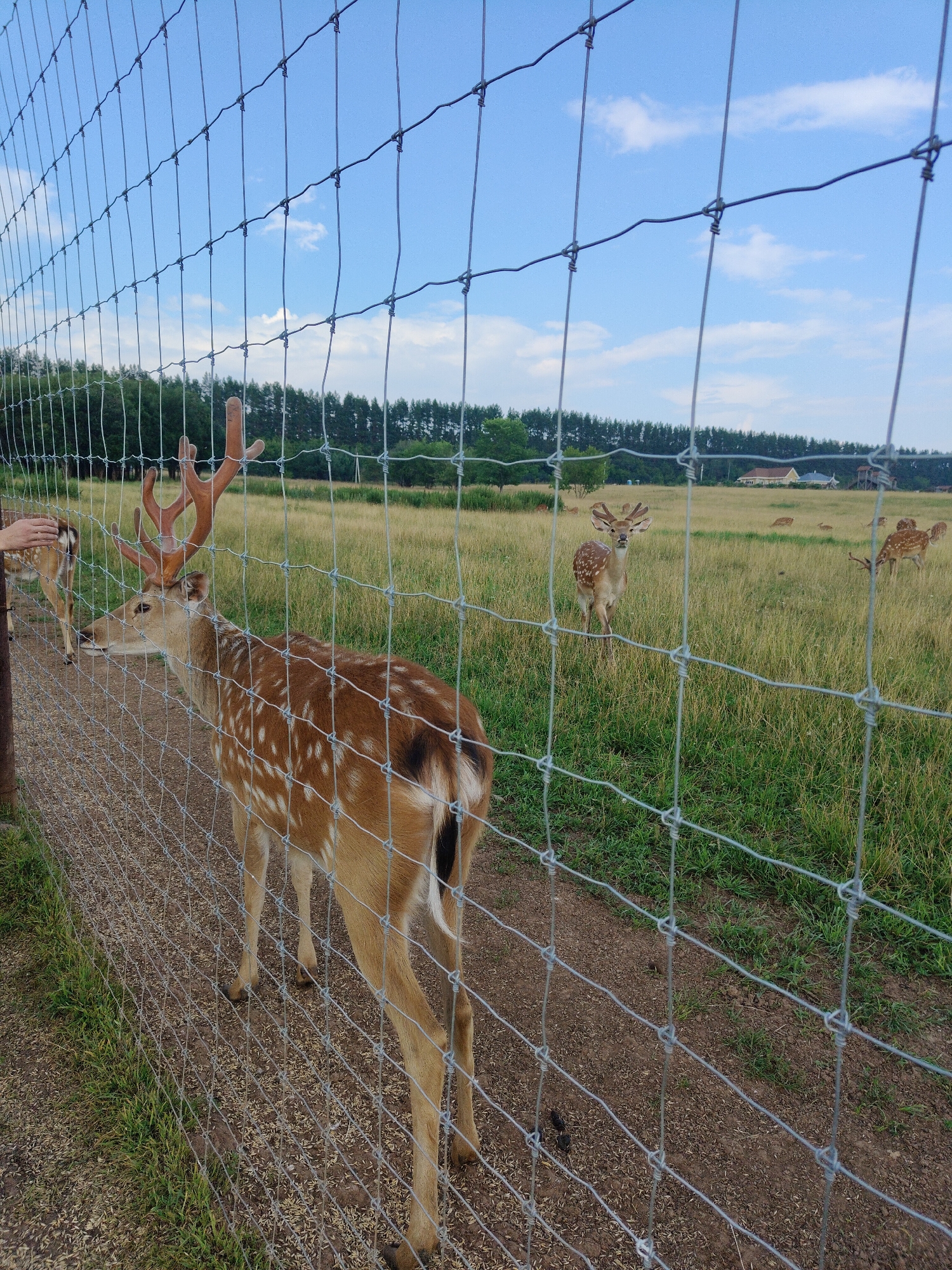 In a fenced enclosure with a grassy field and a line of trees in the background, two deer are visible. One deer, a male with large antlers, stands in the foreground, facing left, with a human hand resting on its head. This deer has brown fur with white spots. Another deer, also spotted, is visible in the middle ground. The sky is blue with scattered clouds. The ground is covered with dirt and some scattered seed-like material.