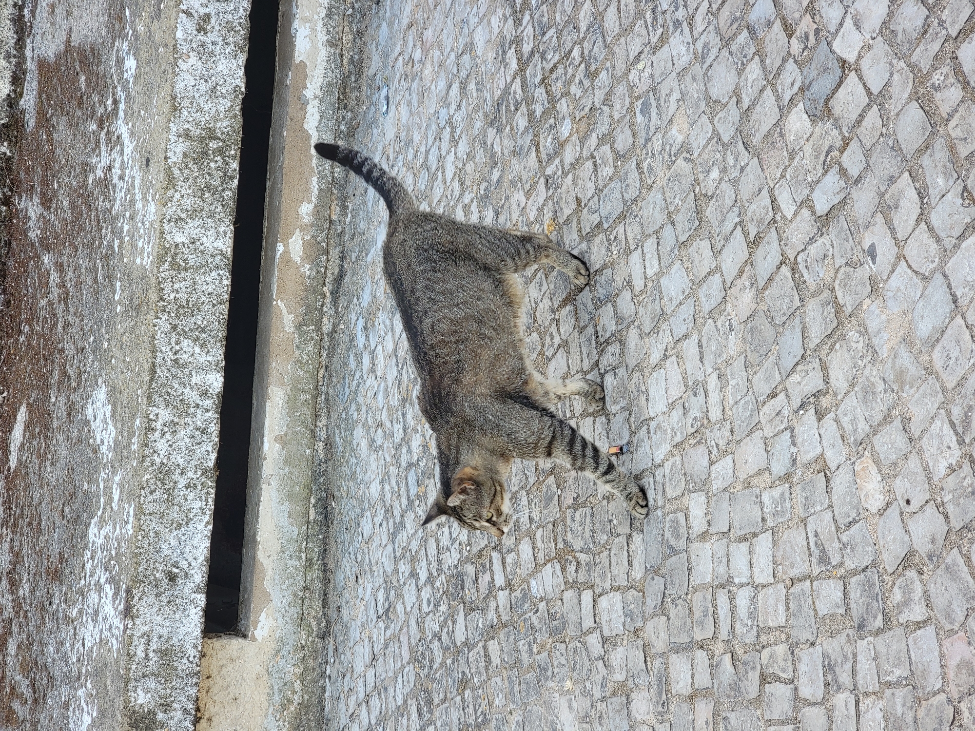 A tabby cat is walking on a cobblestone street in Quarteira, Portugal. The cat is facing to the left and its tail is held high. The cobblestones are grey and irregular in shape, and they are interspersed with sand. In the background, there is a concrete structure with a dark opening. The lighting suggests it is daytime.