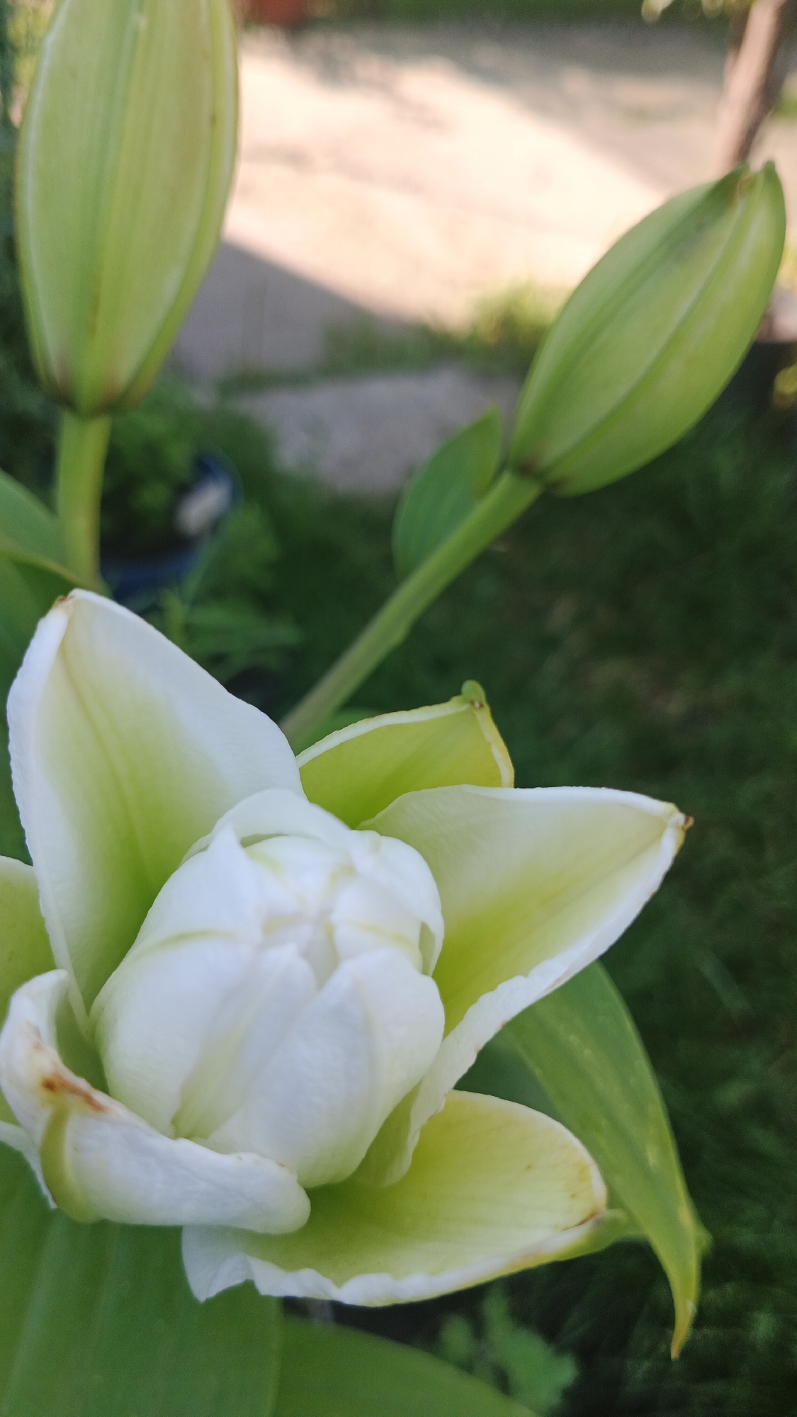 A close-up, low-angle, eye-level outdoor shot focuses on the buds and partially opened bloom of a white lily plant. The main subject is a white lily bud, tightly closed and surrounded by pale green sepals. The sepals are tinged with a light green and yellow hue, and some have slight brown browning at the tips. Two other lily buds are visible, one in the upper left and one in the upper right of the frame. These buds are a lighter, more uniform pale green and are also tightly closed. The background is softly blurred, with hints of green grass and a lighter, out-of-focus area that could be a path or patio. The lighting suggests a sunny day, with soft shadows present. The scene is likely a garden or yard in Kryvyi Rih, Ukraine.
