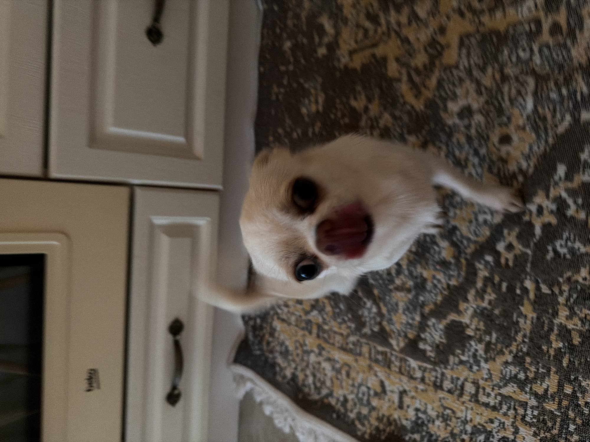 This media file is an image of a small, light-colored dog with large dark eyes and its tongue sticking out. The dog is positioned in the foreground, looking directly at the camera. The background consists of two distinct areas. On the left, there are kitchen cabinets or drawers with dark handles. On the right, a patterned rug with brown, yellow, and gray tones is visible, with a decorative white fringe at the bottom. The lighting suggests it is daytime indoors. The dog's expression and the tongue sticking out could indicate excitement or anticipation. No specific time of day, weather, or explicit emotional states are discernible beyond the dog's facial expression. There is a small logo visible on the cabinet on the left, but the text is too blurry to read. The location context provided is Semiluki, Russia.