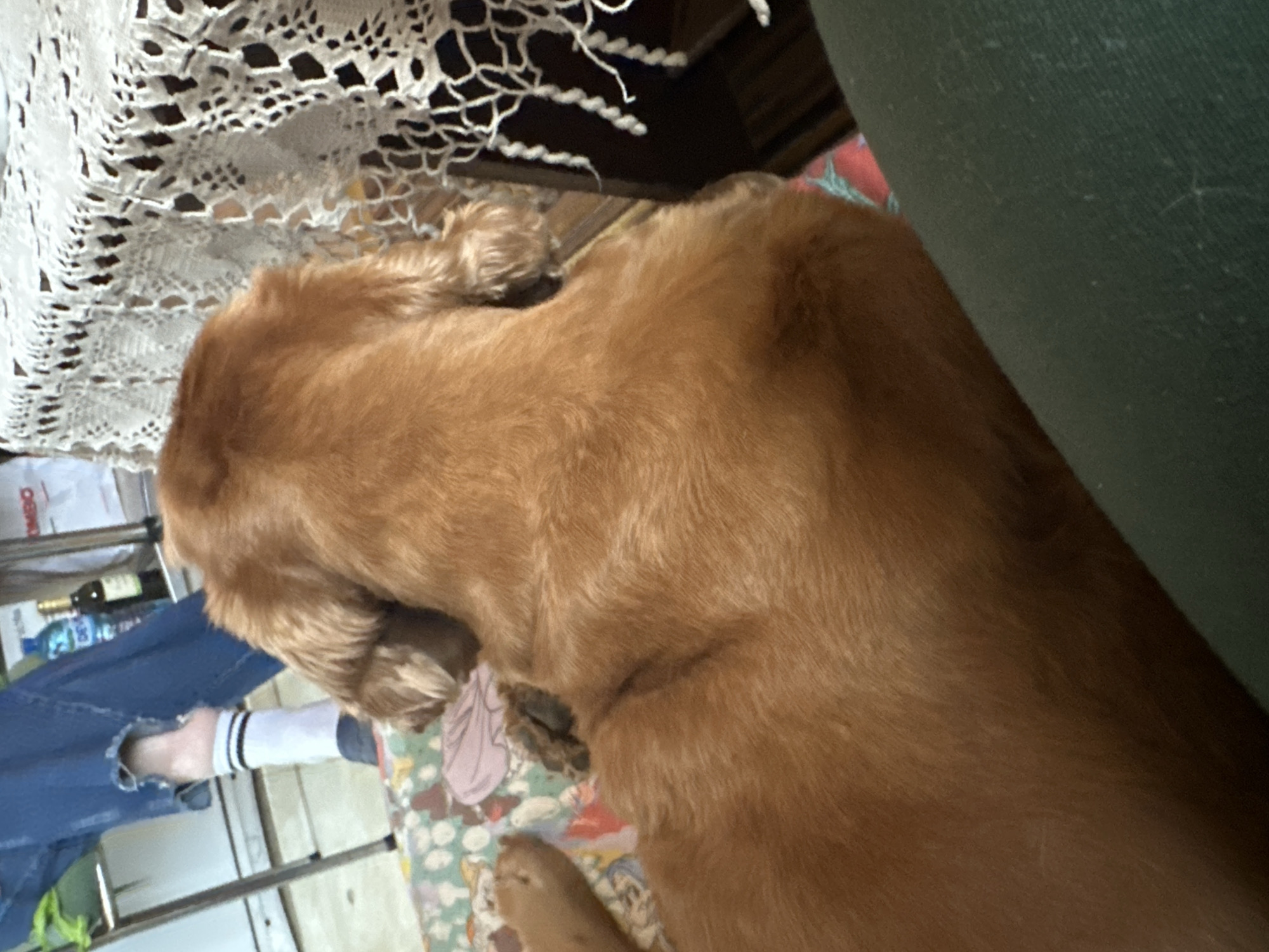 The image shows a dog with golden fur lying on a surface with a patterned fabric. A person's leg, clad in jeans and a white sock with black stripes, is visible near the dog. In the background, there's a table with a white lace tablecloth. A bottle and what appears to be a box are also visible on the table. The location is undetermined.