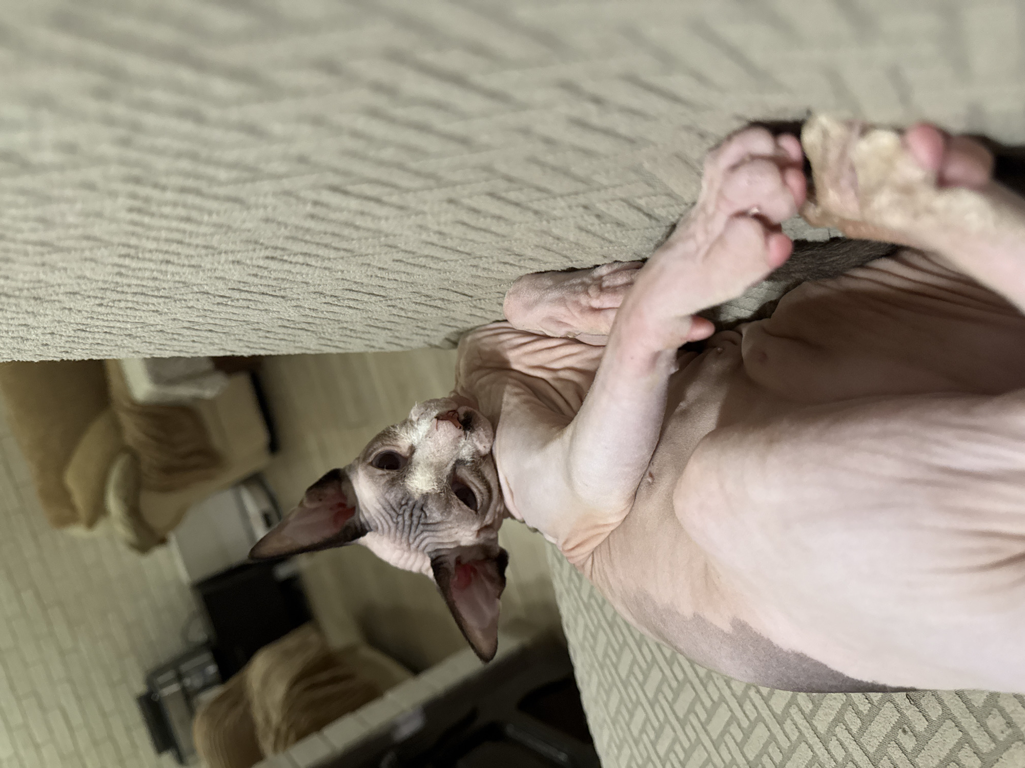 A Sphynx cat is lying on its back on a textured, light-colored surface. The cat is pinkish-beige in color with some darker markings on its face and darker patches on its body. Its eyes are open and dark, and its ears are large and pointed. The cat's paws are visible, with its front paws held up and intertwined. The surface it is lying on appears to be a couch or upholstered furniture, with a woven pattern visible. In the background, out of focus, there are glimpses of what appears to be a room, with some furniture and possibly shelves. The lighting suggests it is indoors, perhaps in the evening or a dimly lit room, creating a warm and cozy atmosphere. The cat's pose suggests it is relaxed and comfortable. There is no visible text in the image.