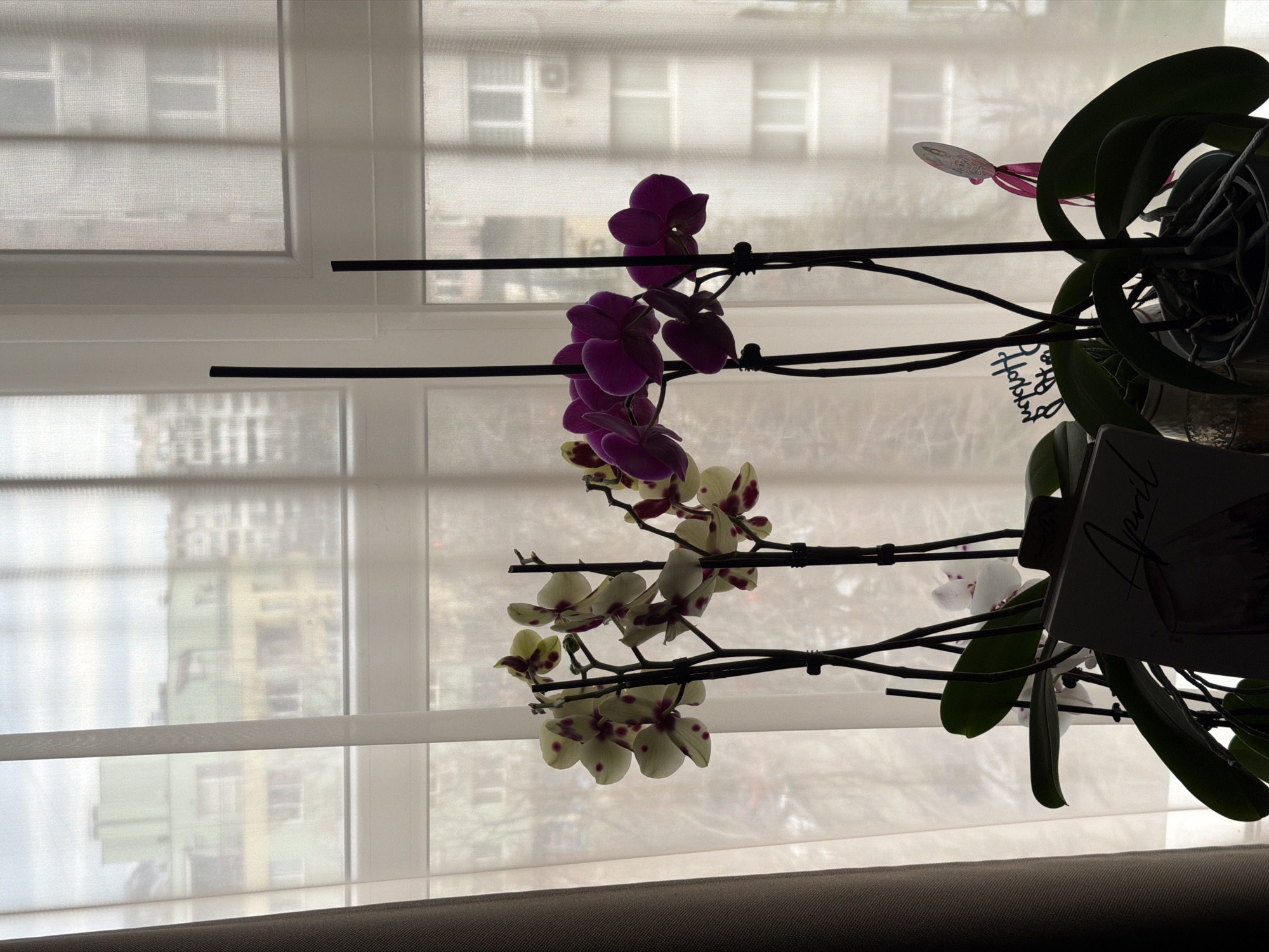 The image shows a close-up view of two orchid plants in front of a window. One orchid features purple flowers, while the other has white flowers with purple spots. Both plants are supported by black stakes. The window is covered with sheer white blinds, and through the blinds, one can see buildings typical of a residential area in Varna, Bulgaria. The lower portion of the image is darkened, suggesting the presence of a surface, possibly a windowsill or furniture. The lighting is subdued, with the background details appearing slightly muted through the blinds.