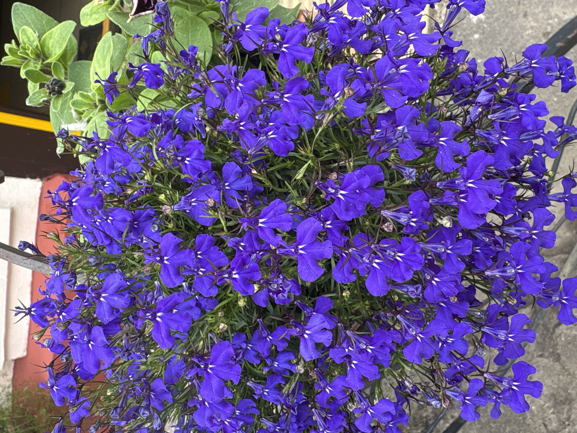A close-up overhead shot captures a dense cluster of vibrant purple lobelia flowers in bloom. The flowers have small, delicate petals with white markings at their centers, creating a striking visual contrast. They are surrounded by thin, green foliage and some darker stems. In the background, hints of a reddish-pink wall and green leaves from another plant are visible, along with a portion of a gray concrete surface at the bottom. The scene appears to be an outdoor setting, possibly a garden or a balcony, within the Ветрынскі сельскі Савет region of Belarus. There are no people or discernible human activity in the image. The lighting suggests it is daytime, with no strong shadows indicating a particular time of day.
