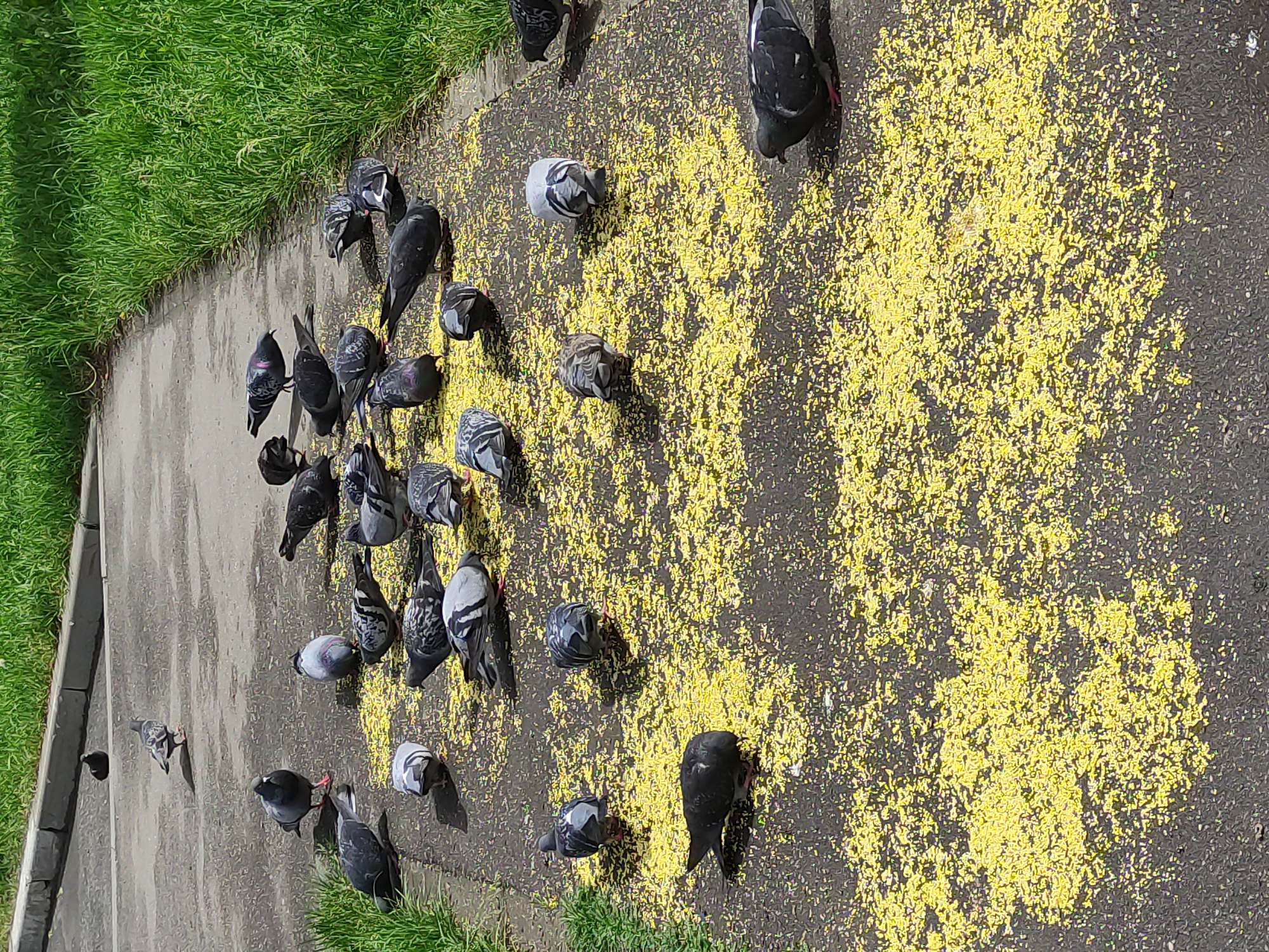The image shows a group of pigeons feeding on a patch of yellow material on an asphalt surface, likely a sidewalk or street. The surrounding environment includes patches of green grass along the edges of the paved area. The location is possibly in Moscow, Russia, based on the asphalt surface texture and the type of pigeons.