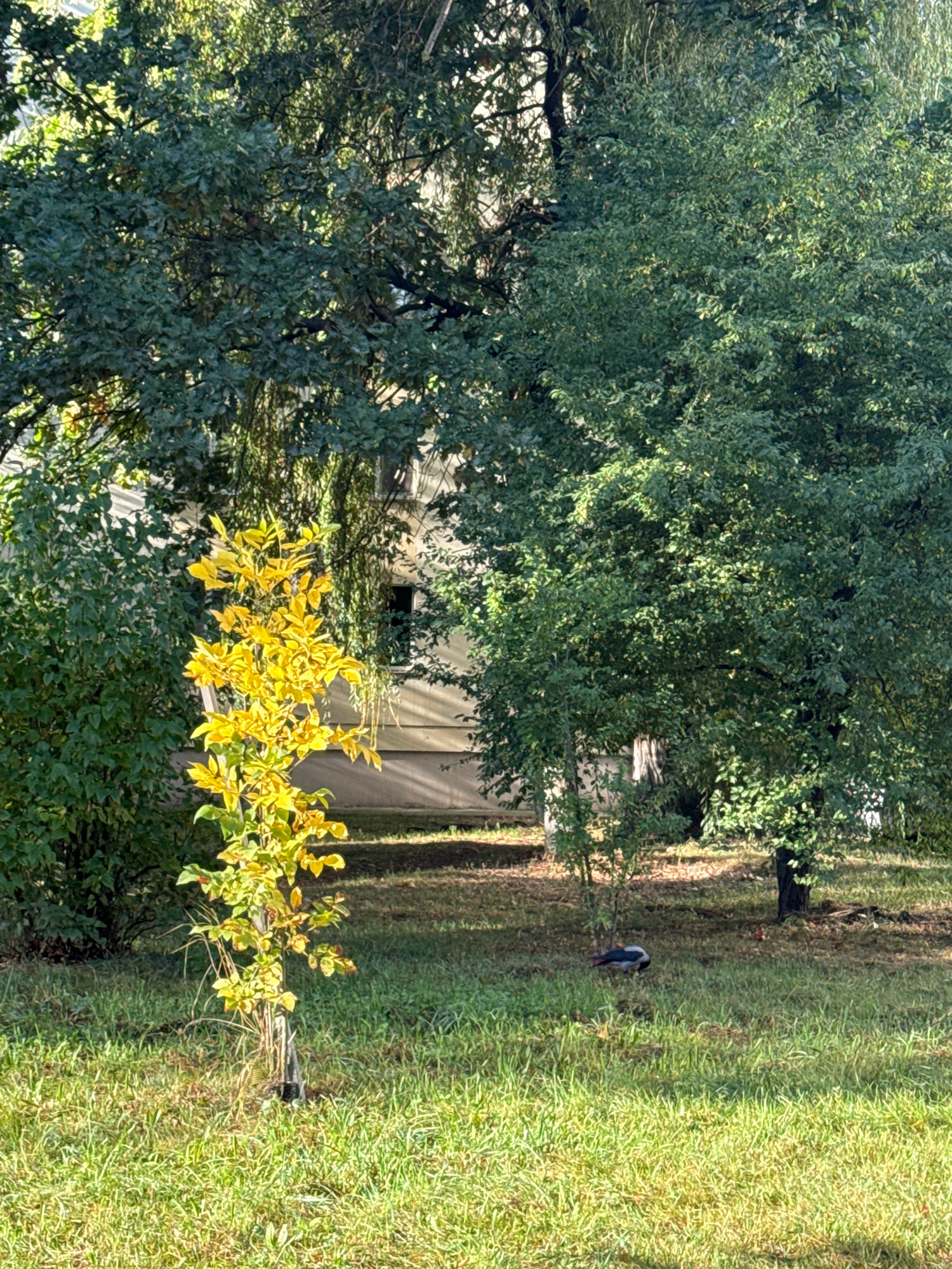 This image depicts a sunlit scene in a park-like setting, likely within the city of Homyel, Belarus. In the foreground, a patch of well-maintained green grass is illuminated by sunlight, with some dry leaves scattered on the ground. A small, slender tree with vibrant yellow and green foliage stands prominently in the mid-ground, appearing to be in the process of changing colors for autumn. Behind this tree, a building with a light-colored facade and a dark window is visible, partially obscured by dense green foliage from larger trees. The background is dominated by the lush canopies of mature trees, some with darker green leaves and others with lighter, brighter green foliage, suggesting a mix of tree species. A solitary bird with grey and black plumage is foraging on the grassy area to the right of the yellow tree. The overall impression is one of a peaceful, urban natural space.