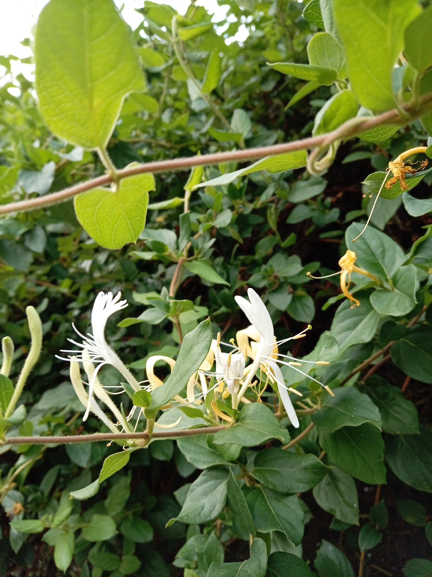 The image shows a close-up view of white and yellow honeysuckle flowers and leaves. The flowers are tubular with long stamens, and some are unfurling. The leaves are oval-shaped and a vibrant green. The background is a blur of more greenery, suggesting a dense plant growth. The scene appears to be outdoors, likely in a garden or natural setting, given the focus on flora. There are no people or animals visible. The lighting suggests it is daytime, possibly overcast or with diffused sunlight, as there are no harsh shadows. The overall impression is one of natural beauty and growth. The image does not contain any information that would allow for the determination of its specific location within the city of Yessentuki, Russia.