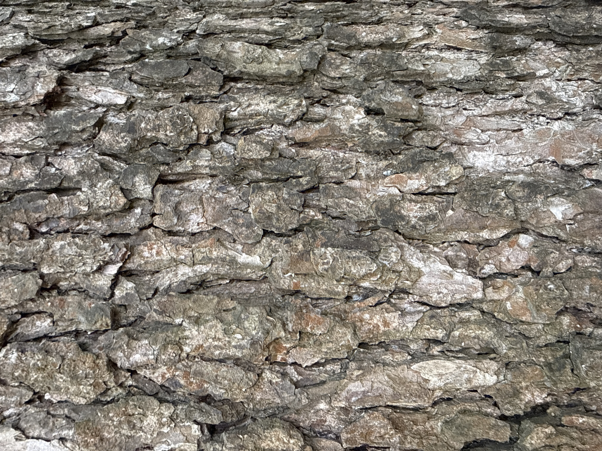 The image presents a detailed, vertical close-up of tree bark. The bark is heavily textured, characterized by deep, irregular furrows and ridges that run predominantly vertically, with numerous horizontal and diagonal cracks intersecting them. This creates a rugged, three-dimensional surface. Colors range from various shades of gray and dark brown in the recesses and older sections to lighter, almost silvery-gray and tan patches on the raised surfaces. Some areas also exhibit hints of reddish-brown tones, particularly within the deeper fissures. No people, animals, specific man-made objects, or discernible actions or interactions are visible within the frame. The sole subject is the natural texture of the tree trunk. The environment depicted is solely the bark of a tree, offering no broader contextual information regarding its specific geographical location within the city of Saint Petersburg, Russia, or any other setting.