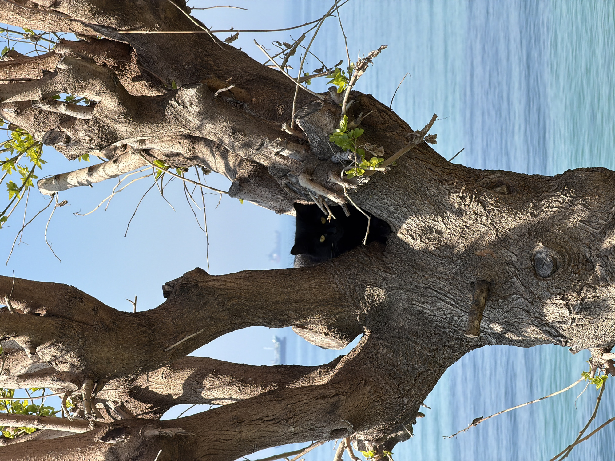 A horizontal eye-level shot depicts a gnarled tree with a black cat nestled within its hollow. The tree's bark is rough and textured, displaying various shades of brown and gray. Thin branches extend outwards, some bearing small green leaves. A black cat is positioned in the tree, only its head visible, with its piercing yellow eyes. In the background, the turquoise sea under a clear sky can be seen. The image was taken in Bakırköy, Turkey.