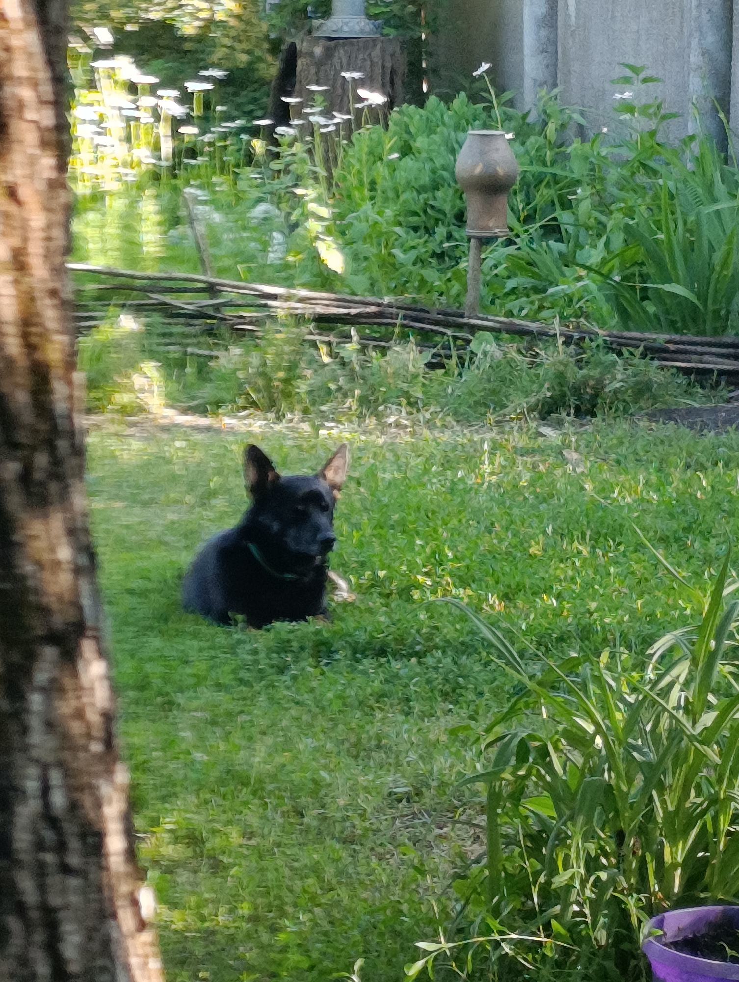 This image captures an outdoor scene in Krasnohorivka, Ukraine, primarily featuring a domestic animal within a verdant environment. In the mid-ground, positioned slightly right of the frame's center, a black dog, possibly a German Shepherd mix, with prominent erect ears and wearing a green collar, lies recumbent in dense green grass. The dog's gaze is directed towards the right.
The left foreground is dominated by a vertical section of a tree trunk with textured bark, partially obscuring the view. The ground throughout the visible area is covered in various shades of green grass and foliage. In the mid-ground, to the right and behind the dog, a rustic, bell-shaped ceramic or metal vessel is mounted on a slender, dark post.
The background reveals a body of water, likely a pond or a calm section of a waterway, reflecting bright sunlight. Numerous small, white blossoms are visible on or immediately adjacent to the water's surface. Behind the water and further to the right, a light-colored, vertical structure, possibly concrete or stone, is present. A rough horizontal structure, appearing to be a fence or barrier made of dark wood or branches, spans across the mid-background. In the bottom right corner, a segment of a purple planter pot is partially visible, containing small plant growth. The scene is illuminated by natural light, casting subtle shadows and highlighting reflective surfaces, suggesting either early morning or late afternoon.