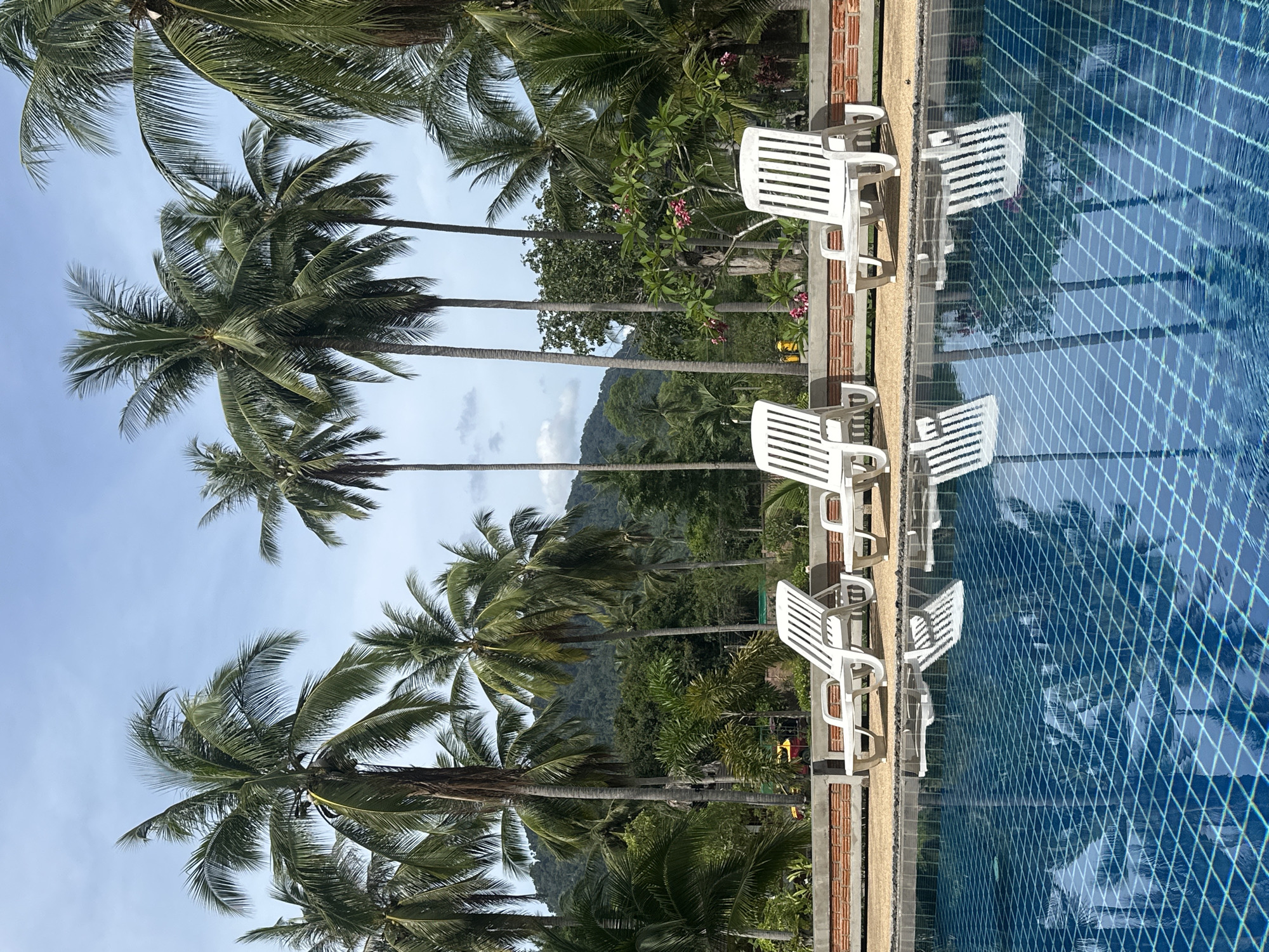 The image displays an outdoor scene at a resort or hotel in Baan Lipa Noi, Thailand, centered on a swimming pool area. In the foreground, a rectangular swimming pool with a distinct blue grid tile pattern occupies the lower half of the frame. The pool water is rippled, showing clear reflections of objects directly behind it. Adjacent to the pool, three white plastic slatted lounge chairs are positioned on a light brown, possibly pebble-dashed, ground surface. These chairs are unoccupied and face away from the viewer towards the background. A low, reddish-brown brick wall separates the immediate poolside area from the extensive tropical vegetation.
The midground is dominated by numerous tall palm trees, exhibiting dark green fronds and visible trunks, extending into the upper portion of the frame. Beneath and between the palm trees are various other green trees and dense shrubs. A flowering plant with small pink blossoms is visible near the center-right. In the far left midground, partially obscured by foliage, a colorful structure with red and yellow components can be seen. In the background, majestic green, tree-covered mountains rise under a clear, pale blue sky with minimal scattered white clouds. The scene is brightly lit, indicating daylight conditions, and no individuals or animals are present.