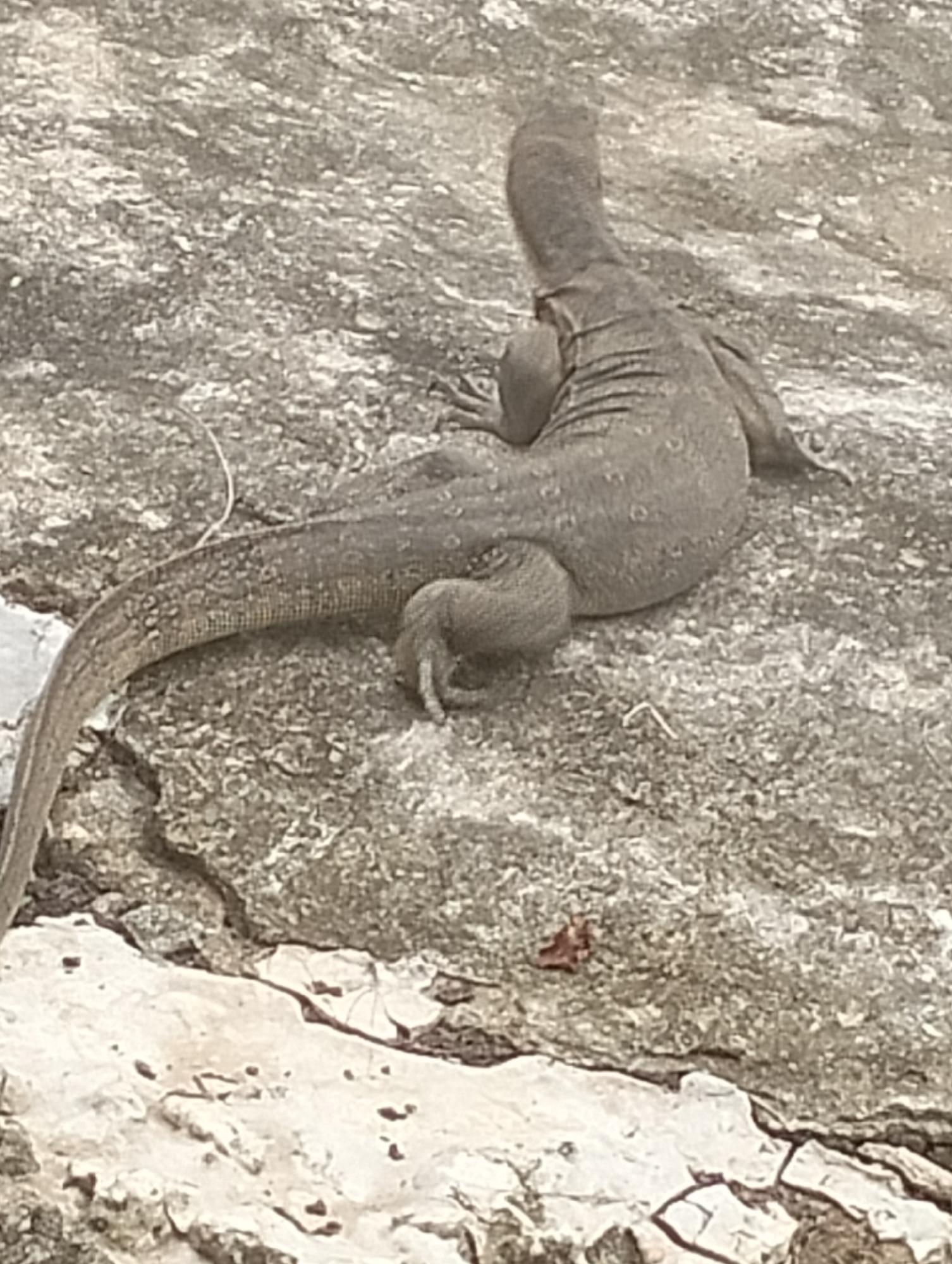 A monitor lizard, approximately 1 meter in length, is resting on a rocky, textured surface. The lizard's body is elongated and covered in scales, with distinct limbs visible. Its tail extends to the left, and its head is turned upwards and to the left, facing away from the camera. The background consists of rough, grey and white rock formations, characteristic of an outdoor, possibly coastal or arid environment. There are no people or man-made objects clearly discernible in the immediate vicinity of the lizard. The scene appears to be in a natural or semi-natural setting.