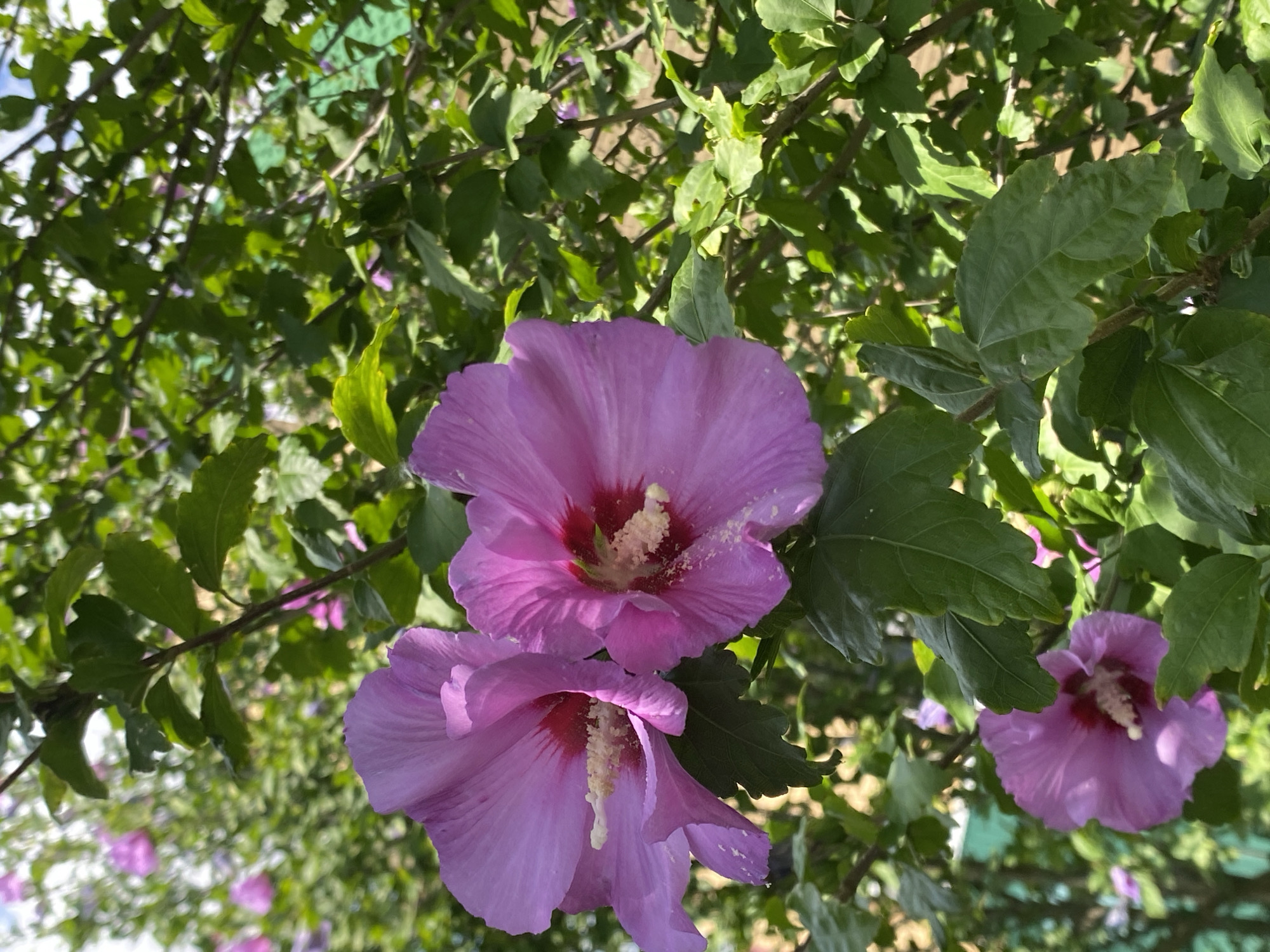 A close-up, slightly angled shot captures a cluster of vibrant pink hibiscus flowers against a backdrop of lush green foliage. Two prominent hibiscus blooms, with delicate, ruffled petals, dominate the foreground, their centers a striking blend of deep red and bright white stamen. A third, smaller hibiscus is visible lower in the frame. The leaves of the plant are a rich, dark green, some catching the sunlight. The scene appears to be outdoors, suggesting a garden or park setting in the city of Kushchovskaya, Russia, likely on a bright, sunny day. There are no people or animals present in the image.
