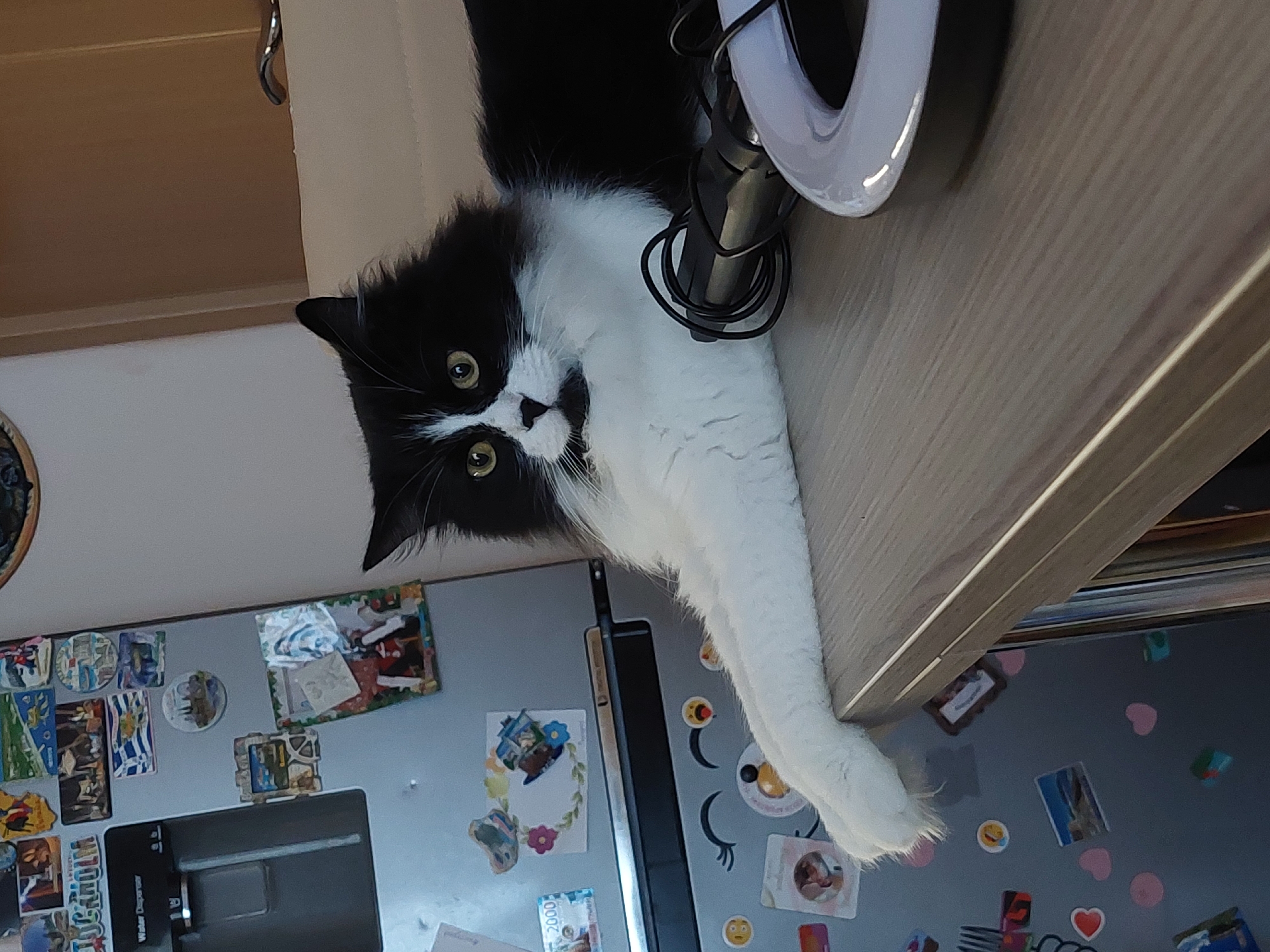 A black and white cat is lying on a light-colored wooden surface. The cat is positioned near a ring light. A refrigerator covered in magnets and other decorations is visible behind the cat. The cat appears to be indoors. No location or people are evident. The city of Plovdiv, Bulgaria cannot be confirmed from the image.