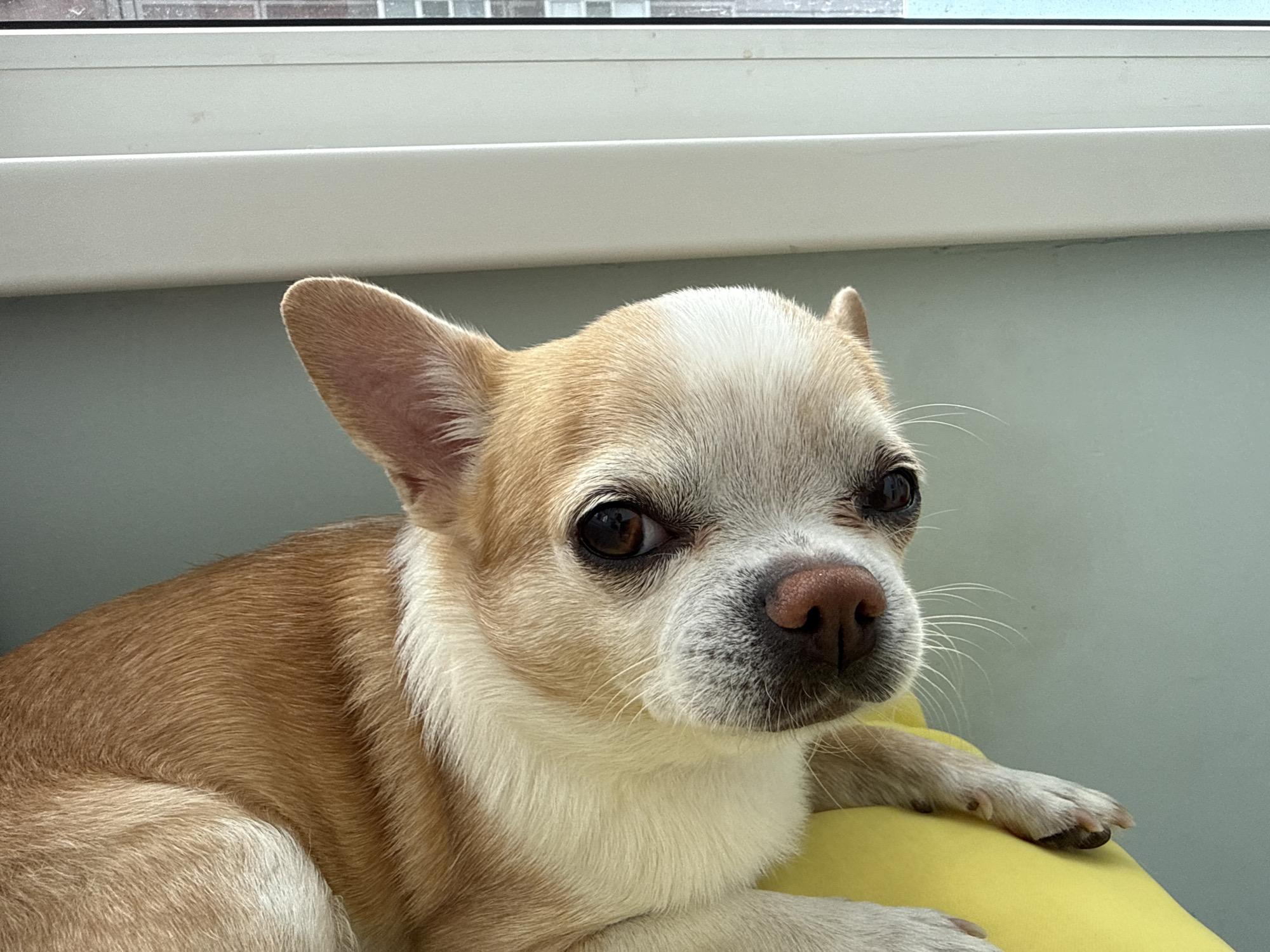 A medium close-up shot shows a small, tan and white chihuahua resting on a bright yellow surface. The dog faces the camera with alert, dark eyes and a pink nose. Its fur is short and smooth, with tan coloring on its body and a white patch on its head. The dog's left ear is fully visible and erect, while its right ear is partially obscured. The dog's paws rest on the yellow surface. The background is a light blue-green wall, with a white window frame visible at the top of the frame. The location is unknown, but the prompt indicates it could be in the city of Rostov-on-Don, Russia. No people are visible in the image.
