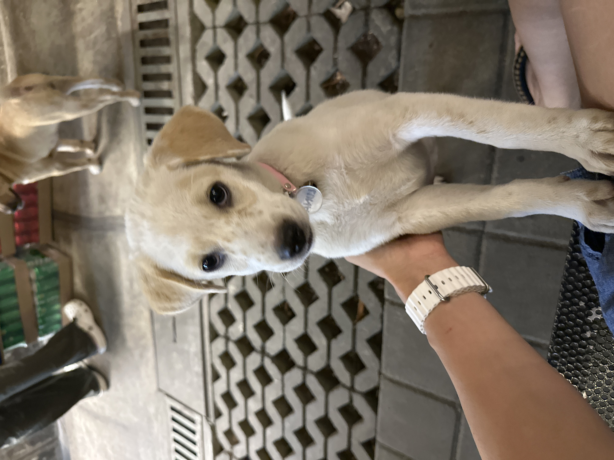 This media file shows a light-colored puppy being held. The puppy is looking towards the camera with its eyes wide open. It has light brown spots on its face and ears. The puppy is wearing a pink collar with a silver tag. A person's arm and hand are visible holding the puppy. The person is wearing a white watch with a ribbed band. The background appears to be an outdoor setting with a textured gray surface, possibly a patio or walkway with interlocking concrete pavers. The overall scene suggests a casual, possibly relaxed environment. The lighting indicates it is daytime. The image is captured from a slightly high angle, looking down at the puppy.