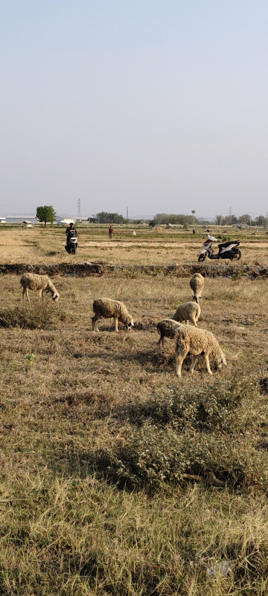 The image depicts a rural landscape in Pulo, Indonesia, characterized by dry, grassy fields and a clear sky. Several sheep are grazing in the foreground and midground. In the midground, a man is riding a motorcycle, and another person in a red shirt is visible in the distance. Two scooters are parked in the midground as well. Structures, including small buildings and what appear to be utility poles, are scattered across the landscape in the background, suggesting the proximity of a town or industrial area. The overall scene conveys a sense of open space and agricultural activity.