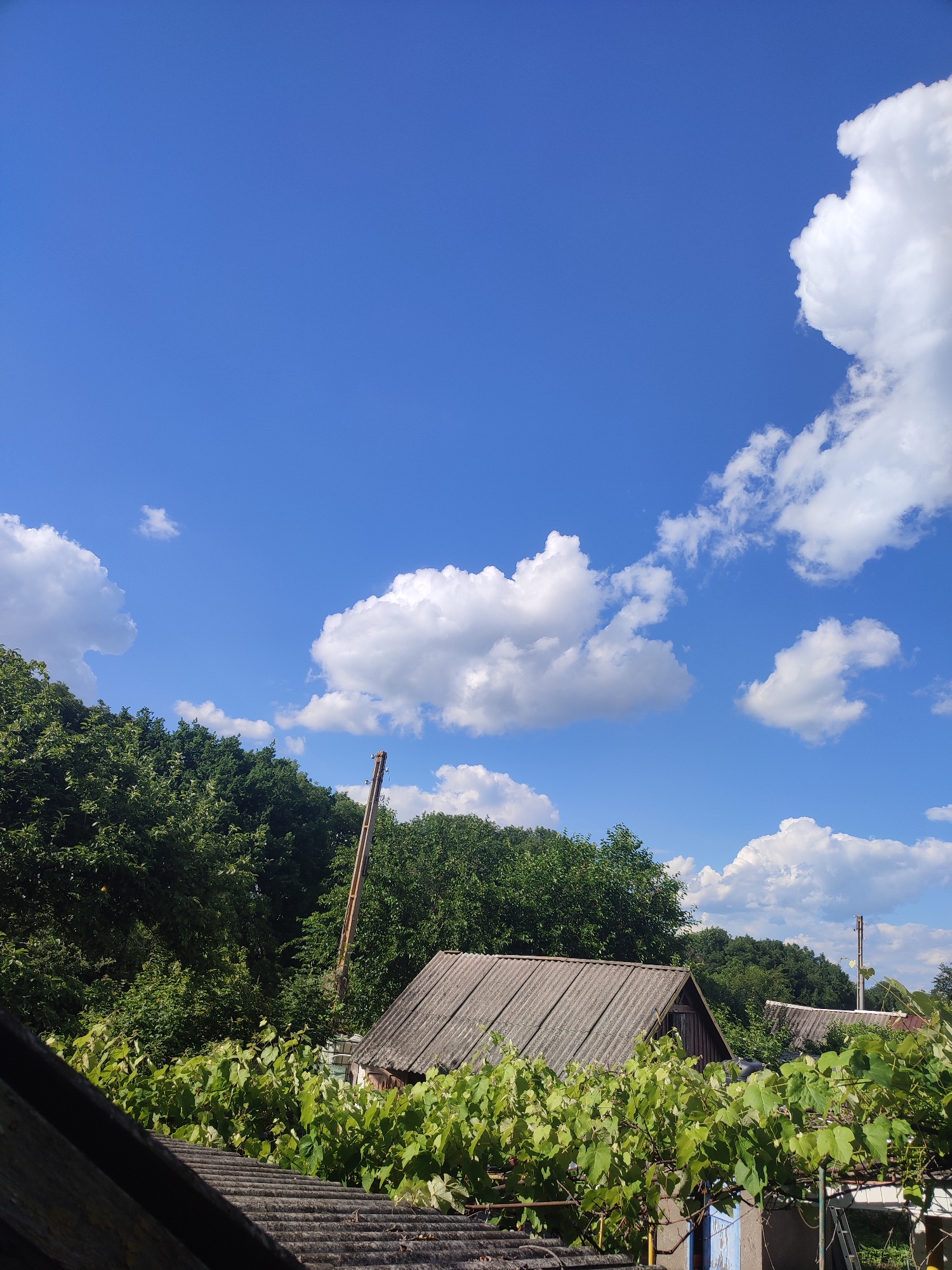 The image captures a vibrant summer scene in Shyshaky, Ukraine. The sky is a brilliant, clear blue, dotted with fluffy white cumulus clouds. Below the sky, a dense line of lush green trees forms a natural backdrop, their leaves appearing full and healthy, suggesting a warm, sunny day.
In the foreground, several weathered structures with corrugated roofs are partially visible. One prominent building, a small wooden house, has a gray, textured roof and appears to be nestled amongst the greenery. In front of the house, a thick canopy of vibrant green vines with broad leaves is growing, some of which are supported by a metal frame, indicating a vineyard or garden. The leaves are brightly lit by the sun, casting distinct shadows.
Further back, other rooftops and trees are visible, peeking through the foliage. Two tall, slender poles, possibly utility poles or antennas, stand out against the greenery and sky. One pole, made of metal, is situated to the left of the wooden house, and another, more distant one, is visible on the right side of the image.
The overall impression is one of rural tranquility and the abundance of nature during peak summer. The bright sunlight suggests it is likely midday. No people are visible in the image, and there is no visible text.