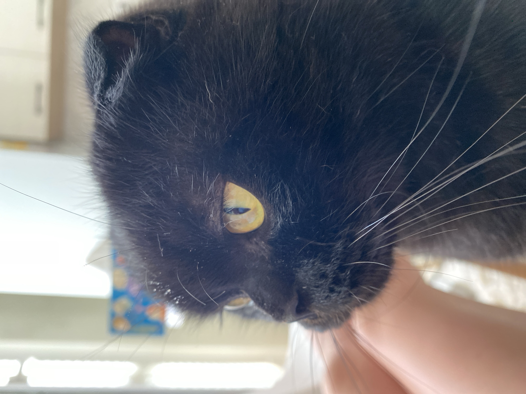 The close-up image shows the face of a black cat with striking yellow eyes. The cat's fur is dark and appears somewhat fluffy, with long white whiskers extending from its muzzle. The camera angle is from above, looking down at the cat's face, which is tilted slightly. The cat's right eye is clearly visible and has a vertical pupil. A portion of a human hand is visible in the lower right corner of the frame, gently holding or petting the cat.
In the background, there are out-of-focus elements suggesting an indoor setting. To the left, there are vertical lines and a hint of light, possibly indicating a window or blinds. Further back, a colorful object with circular patterns is visible, appearing to be a box or a toy. The overall lighting suggests it's daytime. The cat's expression is neutral, and the presence of the hand implies a moment of interaction or affection. There is no visible text in the image.