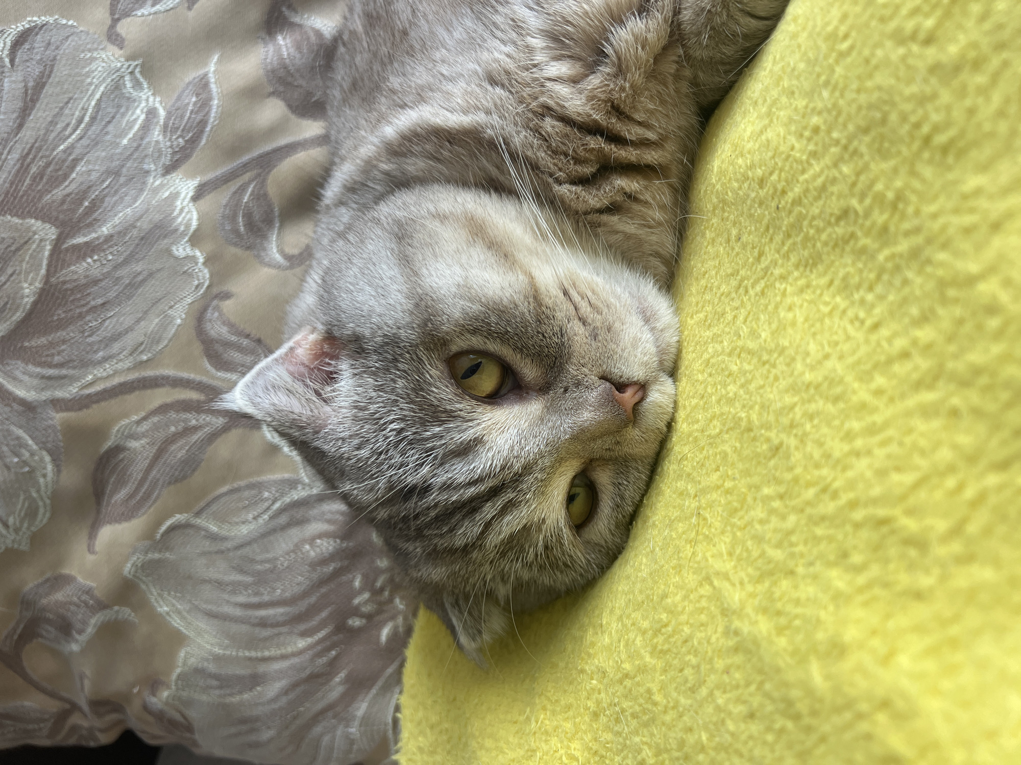 A close-up photograph depicts a grey tabby cat lying on its side, with its head resting on a bright yellow, textured surface. The cat has yellow eyes and a pink nose. A patterned, neutral-toned fabric with floral designs is visible in the background. There is no information available to determine the location in Chaikovsky, Russia, or any specifics regarding people, actions, or interactions.
