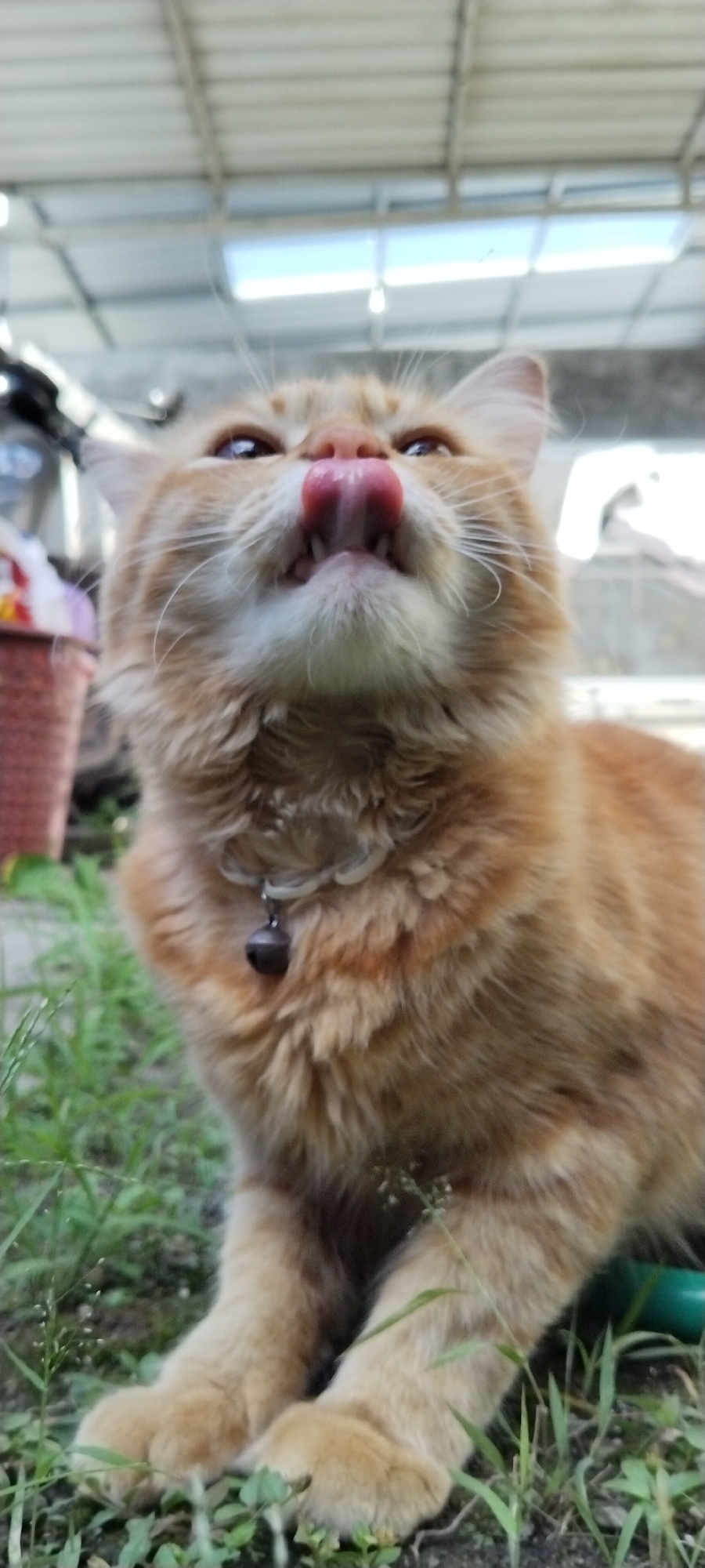 An orange tabby cat is captured in a close-up, low-angle shot outdoors. The cat's tongue is extended, licking its nose, and its mouth is slightly open, revealing small teeth. The cat wears a collar with a small bell. The background is blurred, showing a corrugated metal roof structure, some foliage, and a woven basket to the left. The setting appears to be an outdoor area, potentially a yard or alleyway, with hints of urban infrastructure. The image does not contain information about the specific location within Duman, Indonesia.