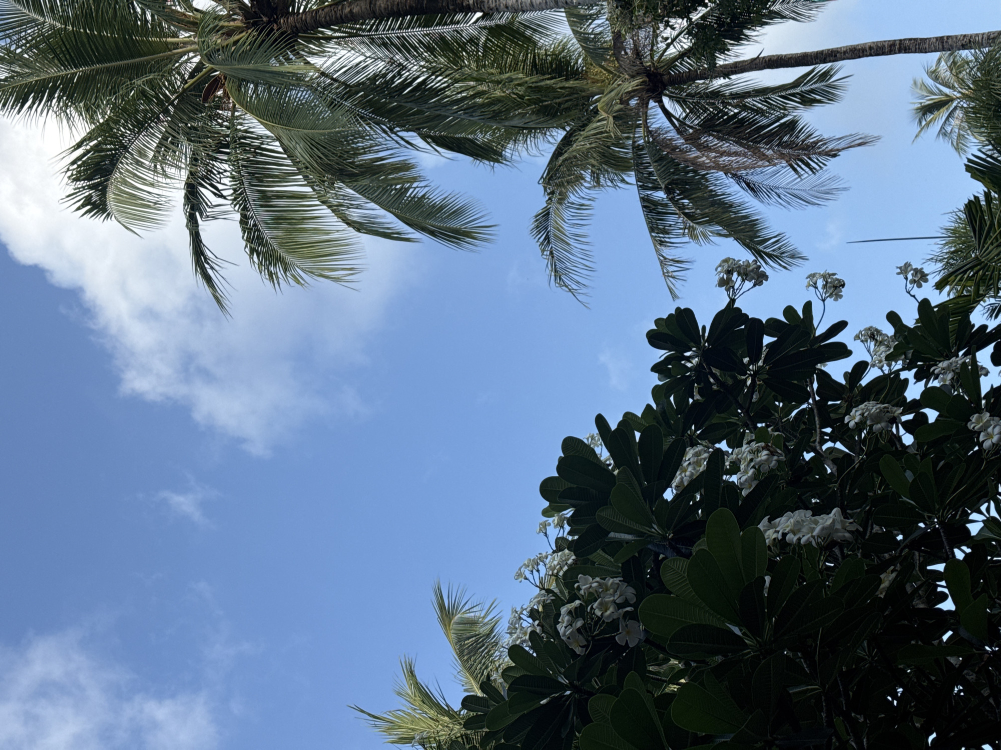 The image shows a view looking up at palm trees and a flowering tree against a blue sky with light clouds. The palm trees are in the upper portion of the frame, while the flowering tree with dark green leaves and white flowers is in the lower right. The location is likely Patong, Thailand, inferred from the common tropical vegetation. There are no people visible.