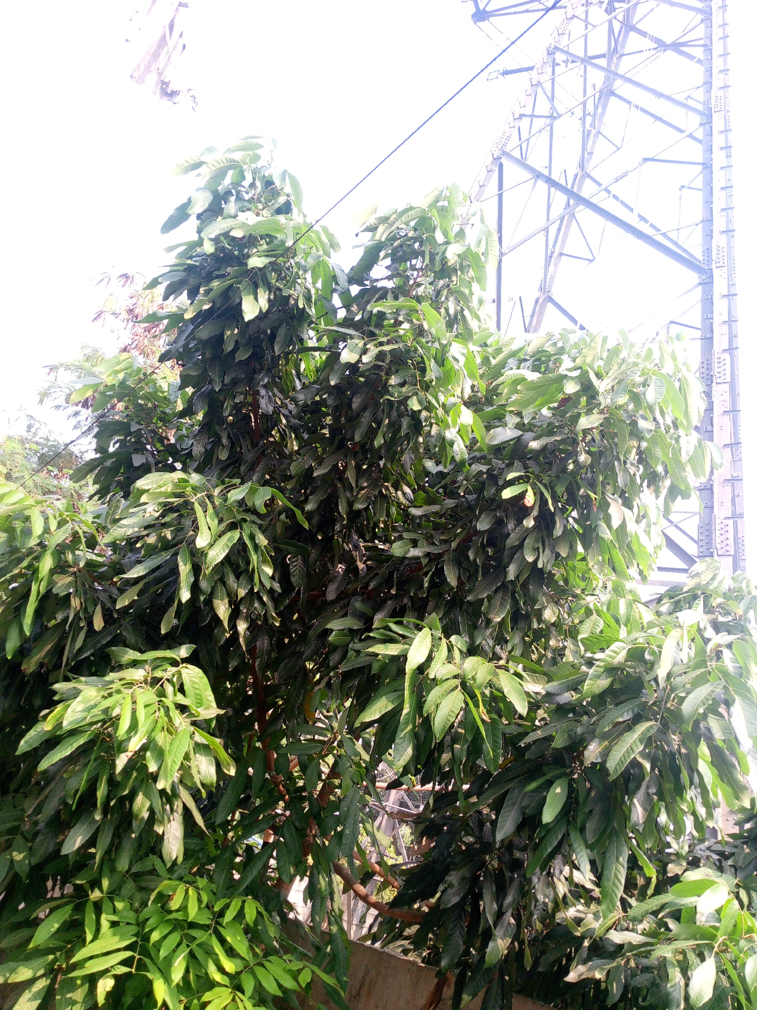 The image shows a dense canopy of green leaves of a tree, likely a mango tree, in Dukuh, Indonesia. The leaves are lush and vibrant, with some darker shades indicating the presence of mature foliage. The tree is large and appears to be in a residential or semi-urban area, as a tall steel power pylon is visible in the background, partially obscured by the tree branches. The pylon is a prominent structure, with its metallic framework stark against the bright sky. The sky itself is overexposed, suggesting it is a sunny day. A low concrete wall is visible at the bottom of the frame, indicating the boundary of the property. The overall impression is one of natural growth juxtaposed with industrial infrastructure. There are no people or animals visible in the frame.