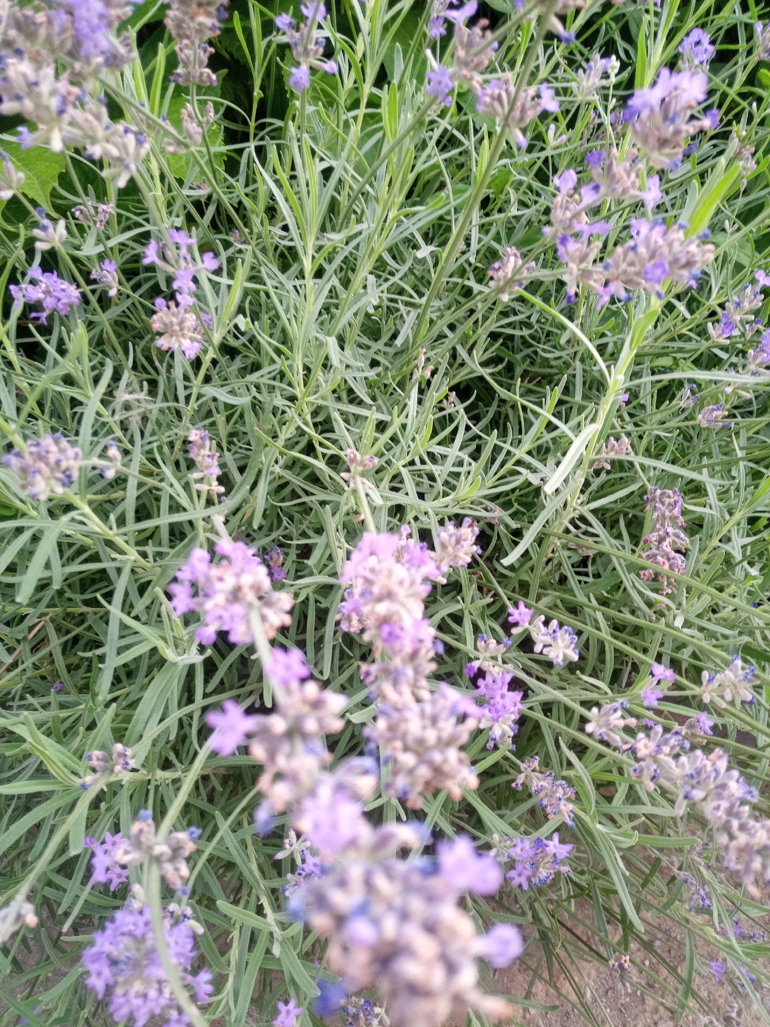 The image displays a close-up, overhead view of a lavender bush. The bush is dense with numerous thin, gray-green stems and long, narrow leaves. Small clusters of pale purple and lavender flowers are scattered throughout the foliage. Some of the flower clusters are in full bloom, while others appear to be past their prime. The background is slightly out of focus, revealing more of the plant and a hint of brown, sandy soil at the bottom right. The image is taken in Nalchik, Russia, likely in a garden or park setting during the blooming season of lavender. There are no people or animals visible in the frame.