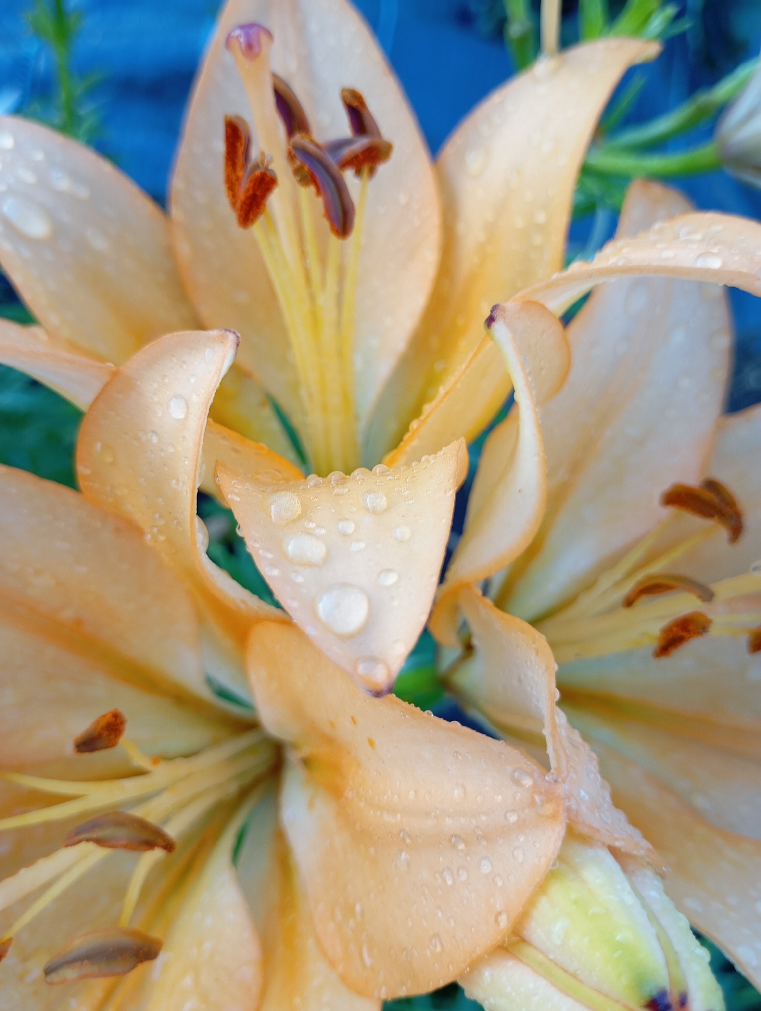 A close-up, upward-facing shot shows the delicate petals of multiple pale orange lily flowers. The petals are covered in small, glistening water droplets, suggesting they are wet from rain or dew. The stamens, tipped with dark brown anthers, are prominently visible within the center of the blooms. The background is a blur of blue and green, likely foliage and sky. This image was captured in the city of Fokino, Russia.