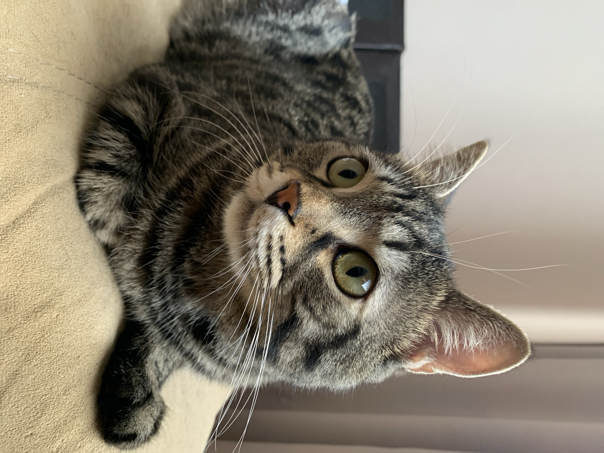 A tabby cat with green eyes is lying on a tan textured surface. The cat is facing left with its head slightly turned towards the viewer. Its fur is a mix of grey, black, and brown stripes. The background is blurred, with a hint of a neutral-colored wall and curtains. The image was taken indoors.
