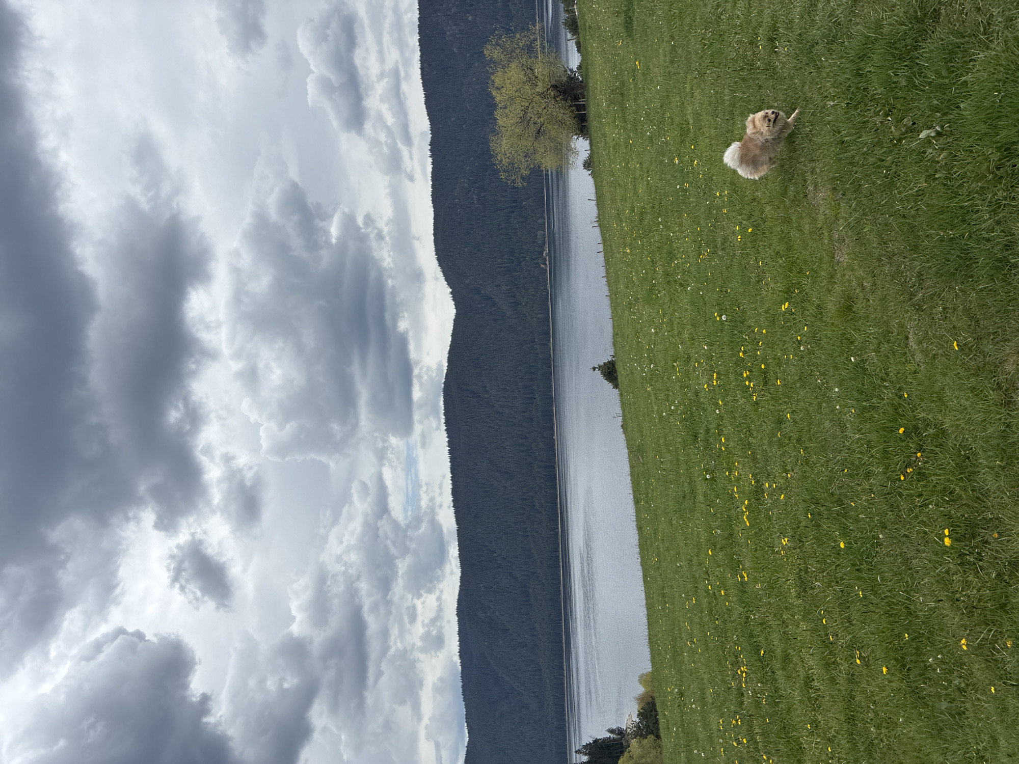 The scene is an outdoor landscape featuring a grassy field, a body of water, and a mountain range. In the upper-right of the frame, a dog is lying in the grass. The field is dotted with yellow flowers. To the left of the field is a long body of water with trees bordering it. Further left is a mountain range. The sky is overcast with gray clouds. The location is Unknown, Bulgaria.