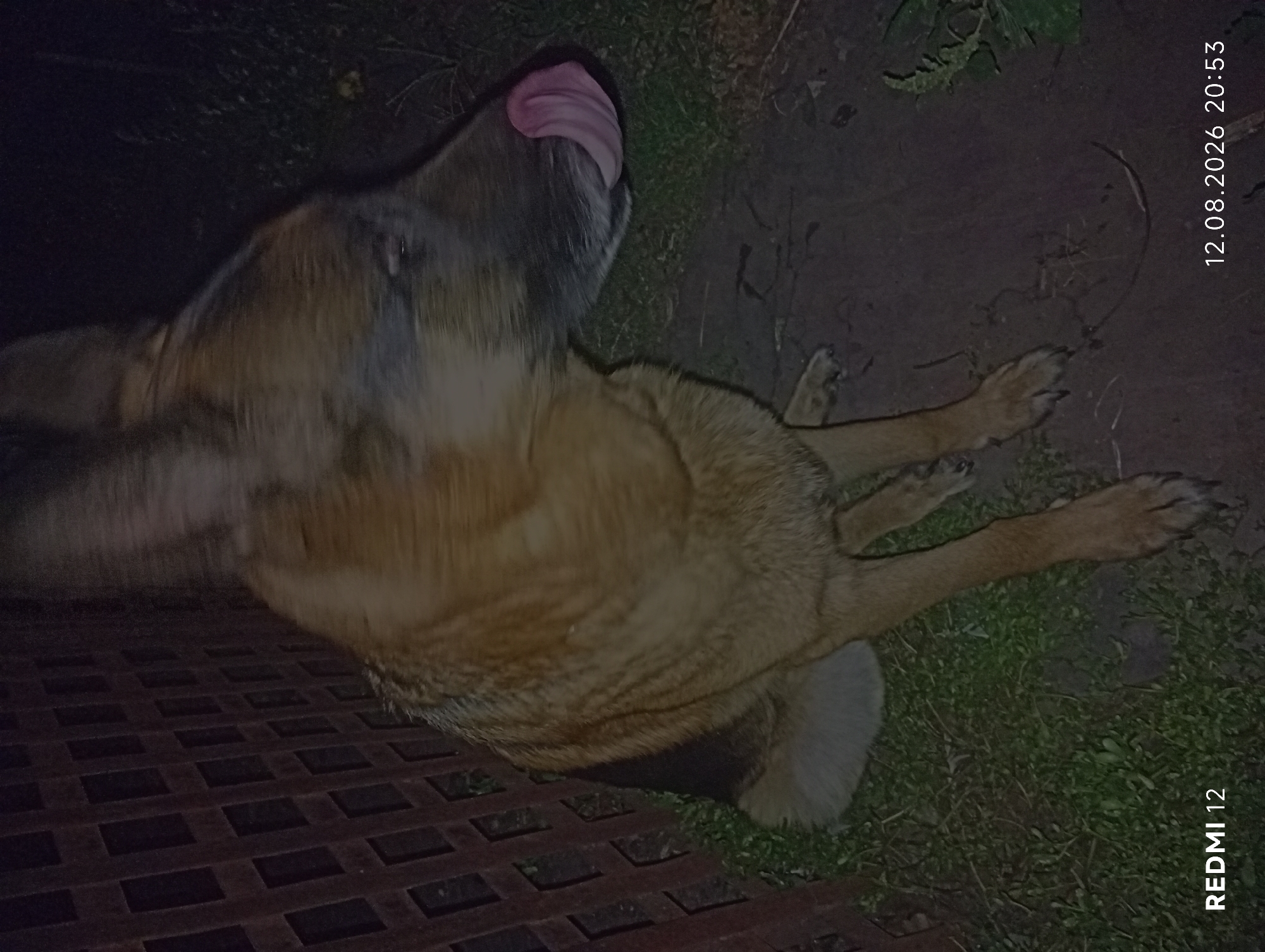 A medium shot, taken at night, shows a German Shepherd dog with its tongue out licking its nose. The dog is sitting on a patch of grass next to a dark, muddy ground. Behind the dog is a dark brown wooden lattice fence. The bottom left of the image shows "REDMI 12" and the bottom right shows "12.08.2026 20:53". The image appears to be taken outdoors, possibly in a yard or garden. There is no indication of the city of Smila, Ukraine in the image itself.