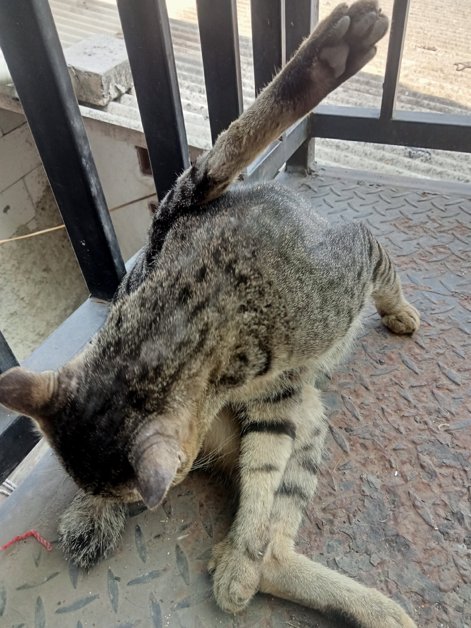 An adult tabby cat is shown in an outdoor, urban setting, likely on a rooftop or elevated walkway. The cat is on a metal grate with a diamond pattern and is grooming itself, with one hind leg extended upwards and its head bent towards its body. The background consists of a metal railing, some white brickwork, and corrugated roofing material, suggesting a slightly dilapidated urban environment. The lighting indicates it is daytime.