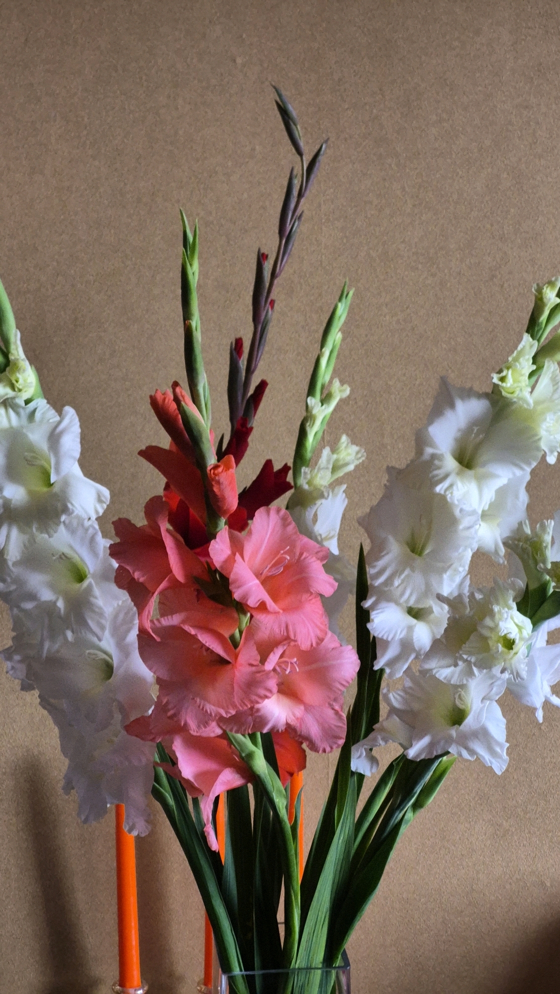 In a still life composition, a bouquet of gladiolus flowers is arranged in a clear glass vase. The gladioli feature blooms in varying shades of pink, coral, and white, with some buds and green foliage visible. In the background, the wall has a textured, light brown appearance. Two bright orange taper candles in simple holders are positioned in front of the bouquet, to the left and center. The scene is lit from the front, casting subtle shadows. The precise location in the city of Krauja, Latvia, is not discernible from the provided image.