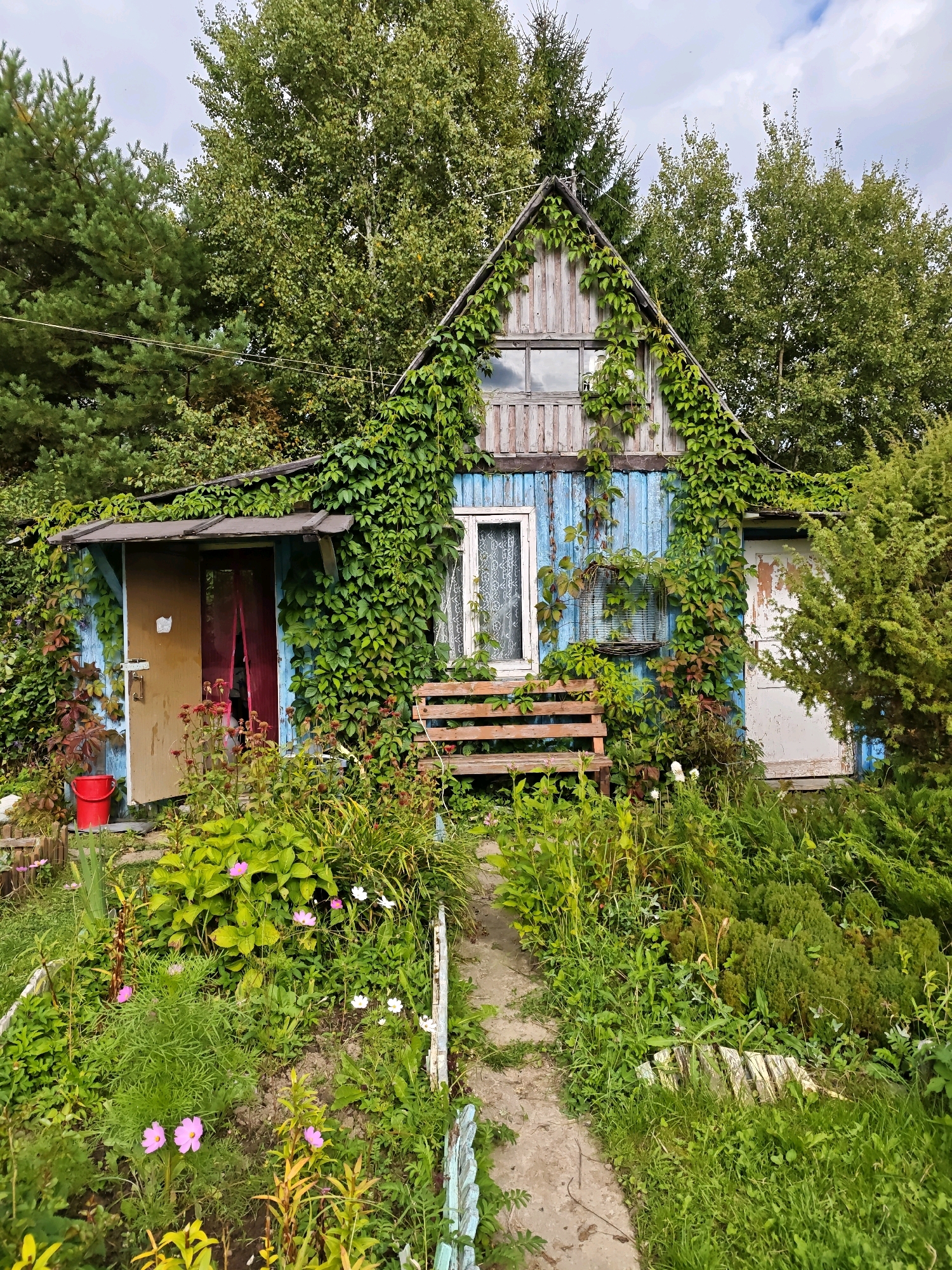 An outdoor, eye-level, full shot captures a rustic, blue wooden house overgrown with green ivy, located in the village of Svitino SNT, Russia. The house, with its weathered wood gable and wooden shingles, has a covered entrance with a partially open wooden door and a red bucket on the ground to its left. A wooden bench sits in front of the house, between a window with white lace curtains and a closed white door on the right. A narrow, dirt pathway leads towards the house through a garden filled with lush green plants, including pink cosmos flowers and other various foliage. The surroundings are dense with trees, including pines and birches, under a cloudy sky. The overall scene evokes a sense of natural overgrowth and a secluded, rural atmosphere.