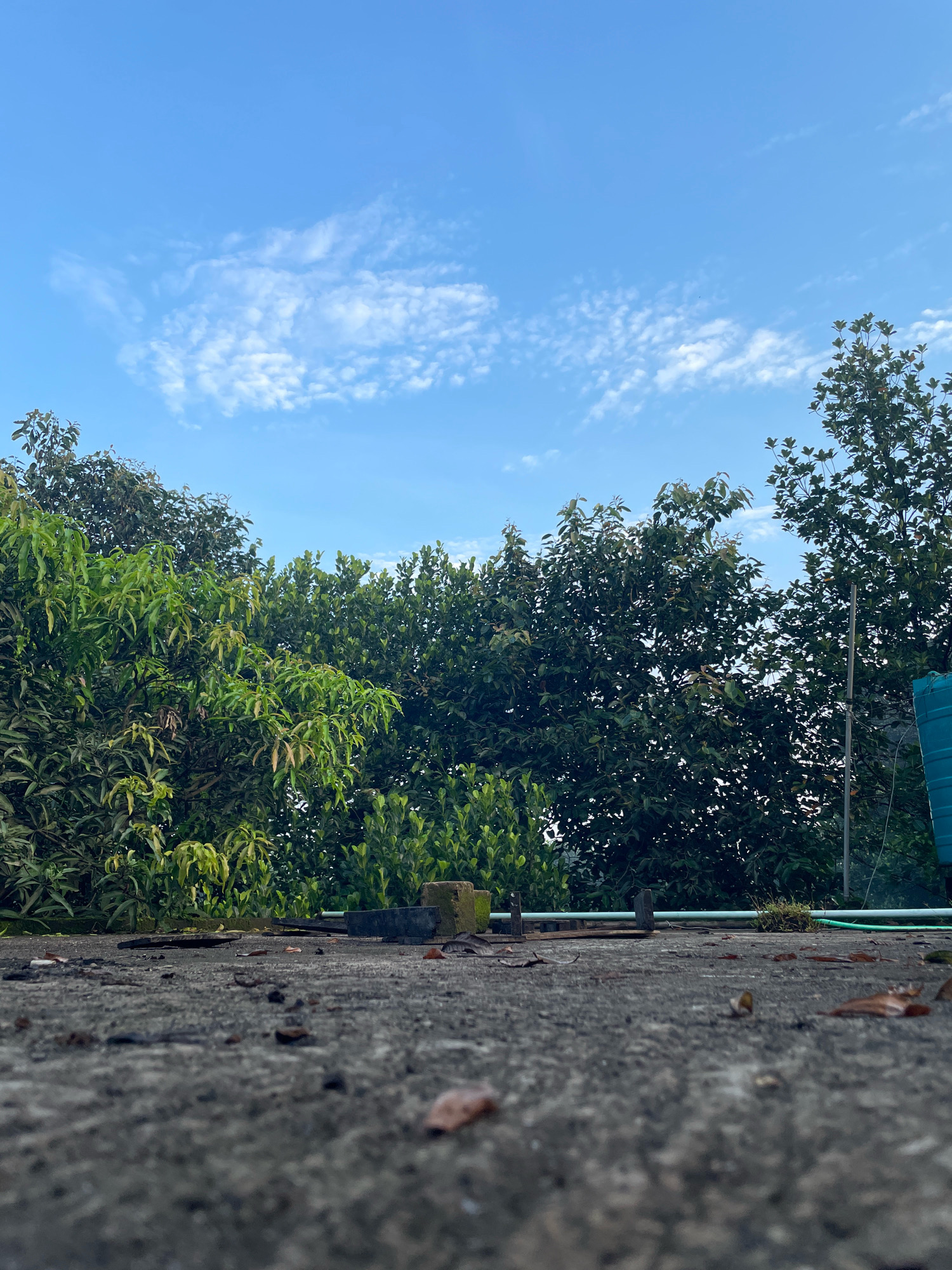 A ground-level, eye-level shot depicts a rough, weathered concrete surface in the foreground. Scattered across the surface are dry leaves and debris. In the midground, a collection of dark, flat objects, possibly pieces of discarded material or roofing components, are visible, along with a light green pipe running horizontally. Behind this, a dense wall of lush green foliage dominates the scene, with varying shades indicating different types of trees and shrubs. To the right, a portion of a large, teal-colored water tank is visible, supported by a metallic pole. The background consists of a bright blue sky with scattered, wispy white clouds. The image appears to have been taken outdoors during the day, with natural lighting. There are no people or animals present in the frame. The overall impression is of an urban or semi-urban environment, possibly a rooftop or open area in Dattapata, Bangladesh.