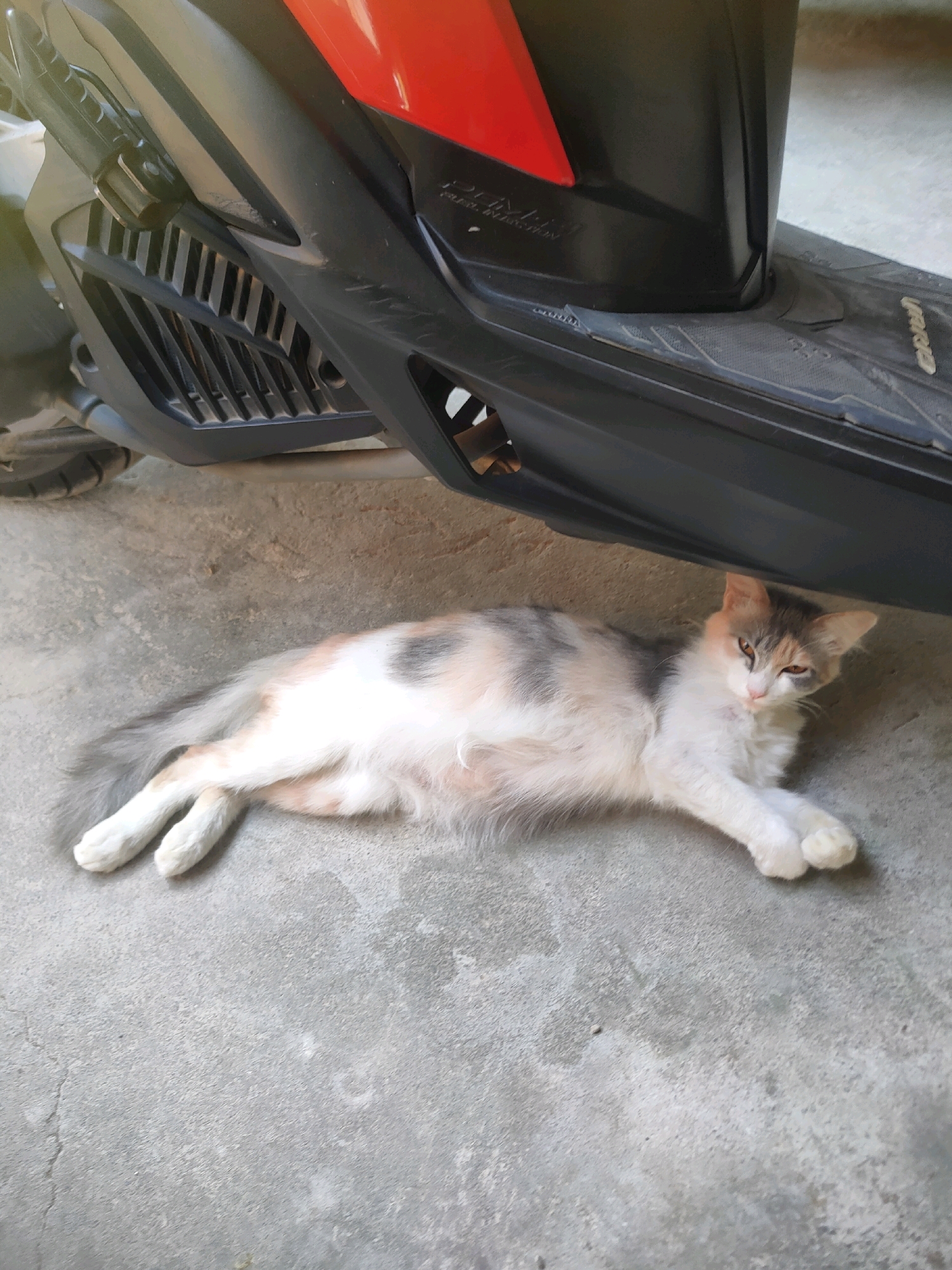 A calico cat is lying on a concrete surface in front of a red and black motorcycle. The cat is positioned on its side, with its front paws crossed. The motorcycle is partially obscuring the cat's body. The background is a plain concrete floor. The scene appears to be outdoors, as indicated by the natural lighting.