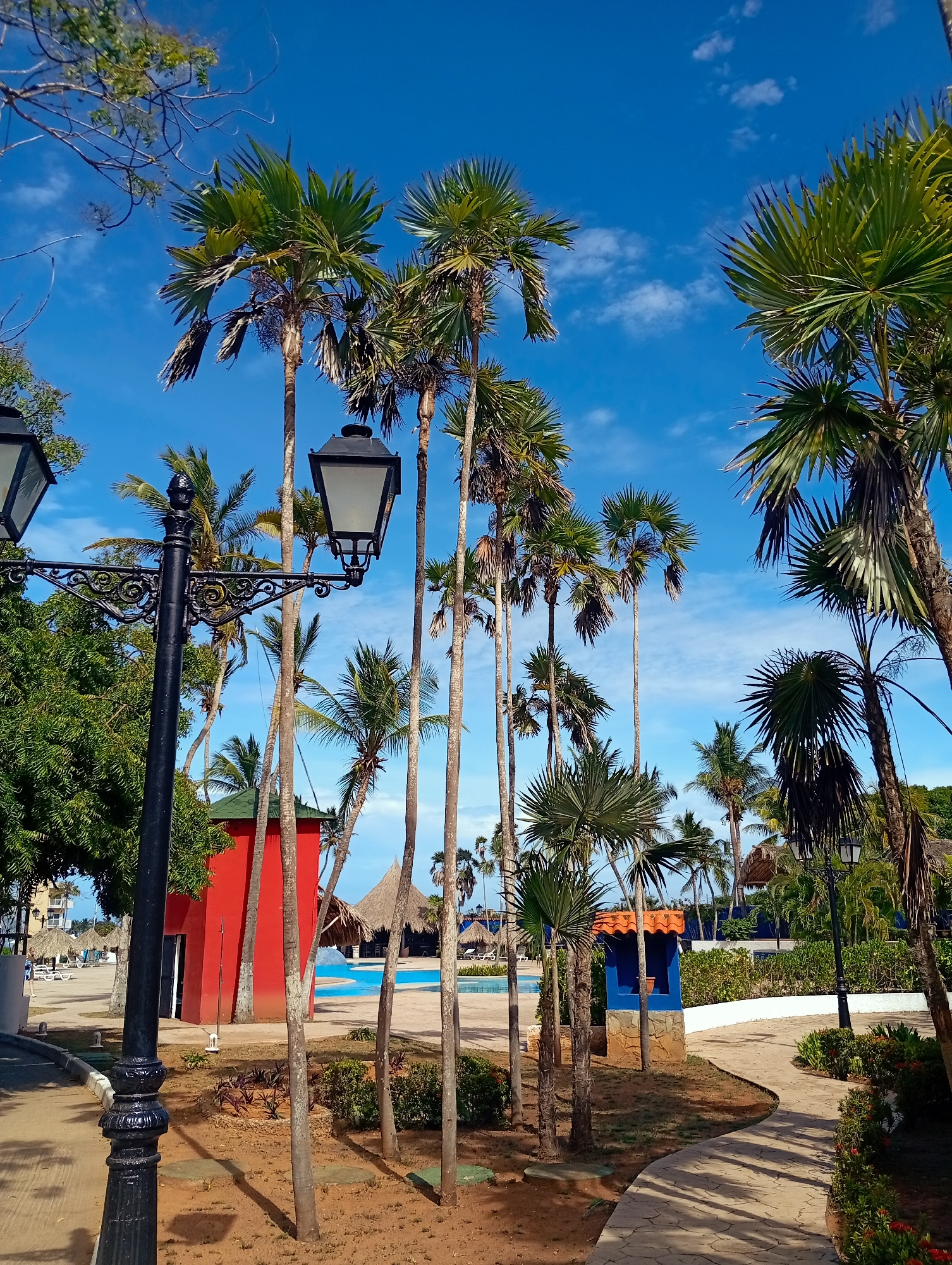 The image depicts a tropical scene in Playa El Agua, Venezuela. Tall, slender palm trees with fan-shaped leaves dominate the foreground and midground, contrasting with the bright blue sky dotted with sparse white clouds. A black ornate lamppost stands to the left, partially obscuring a red building with a green roof. In the background, a swimming pool is visible, flanked by thatched-roof structures that suggest a resort or recreational area. A blue building with a red roof is seen to the right side. The ground is covered in reddish-brown earth, and a paved pathway winds through the scene, adding depth to the composition. There are no people visible in the immediate frame.