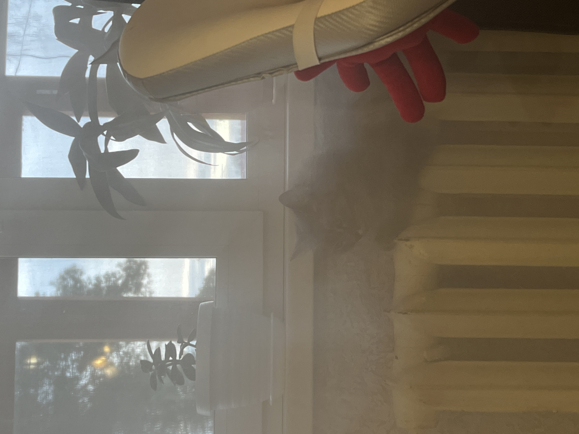 The image depicts an indoor scene in Раздолье, Russia, looking upwards towards a window during daytime. A bright window in the upper half reveals blurred trees and a clear sky. Green leaves from a hanging plant are silhouetted against the light in the upper left. A dense, white, misty haze fills the central part of the frame.
Through this haze, a faint, blurry, grayish shape, possibly a small animal's head (like a cat), is indistinctly visible near the right window frame. In the lower right, a human hand wearing a bright red glove holds a metallic silver object with a white strap, likely a controller or prop. A light-colored wall with horizontal ridges, possibly a radiator or blinds, is partially visible on the far right, also partially obscured by the haze. No text is visible. The scene suggests an interaction or observation through a window in a diffused, hazy environment.