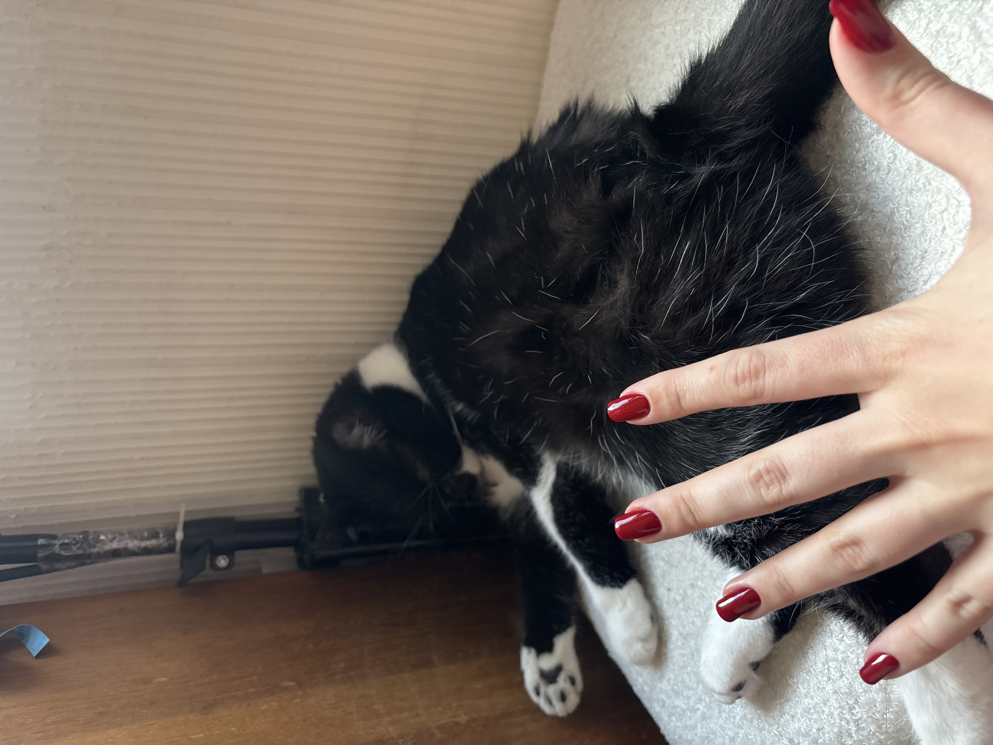 A black and white tuxedo cat is shown resting or sleeping indoors, with a human hand gently touching its fur. The cat's body is mostly black, with visible white fur on its paws and a patch on its chest. It appears to be lying on a white, textured surface, possibly a cushion or blanket.
A human hand, adorned with dark red nail polish on all visible fingernails, is placed softly on the cat's black fur, near its back or hindquarters, suggesting interaction or petting. The cat's head is partially obscured by the background elements, but its general posture indicates relaxation.
The background features a light-colored, horizontally striped surface, resembling closed window blinds, which suggests the cat is resting near a window. Below this, a warm-toned wooden surface, likely a floor or piece of furniture, fills the foreground and midground. On the wooden surface, beneath the blinds, a black mechanical rod-like object, possibly part of a window blind mechanism or a cleaning tool, is visible, secured with a white zip tie. A small blue, bent object also rests on the wooden surface in the lower left.
The scene is brightly lit, indicating daytime. The overall impression is one of a peaceful, domestic moment between a pet and its owner in an indoor setting, in Kyiv, Ukraine. No visible text is present in the image.