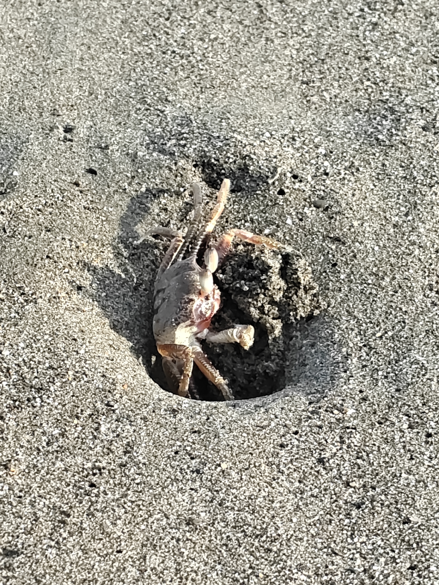 A single crab is partially emerged from a hole in a sandy surface. The crab is light brown and pinkish, with visible legs and claws. The surrounding area is composed of fine-grained, light-colored sand with some darker specks. The lighting suggests it is daytime, with shadows cast by the crab and the edge of its burrow. The image is taken at close range, focusing on the crab and its immediate environment. There is no indication of human presence or any specific location within Curehtunong, Indonesia.