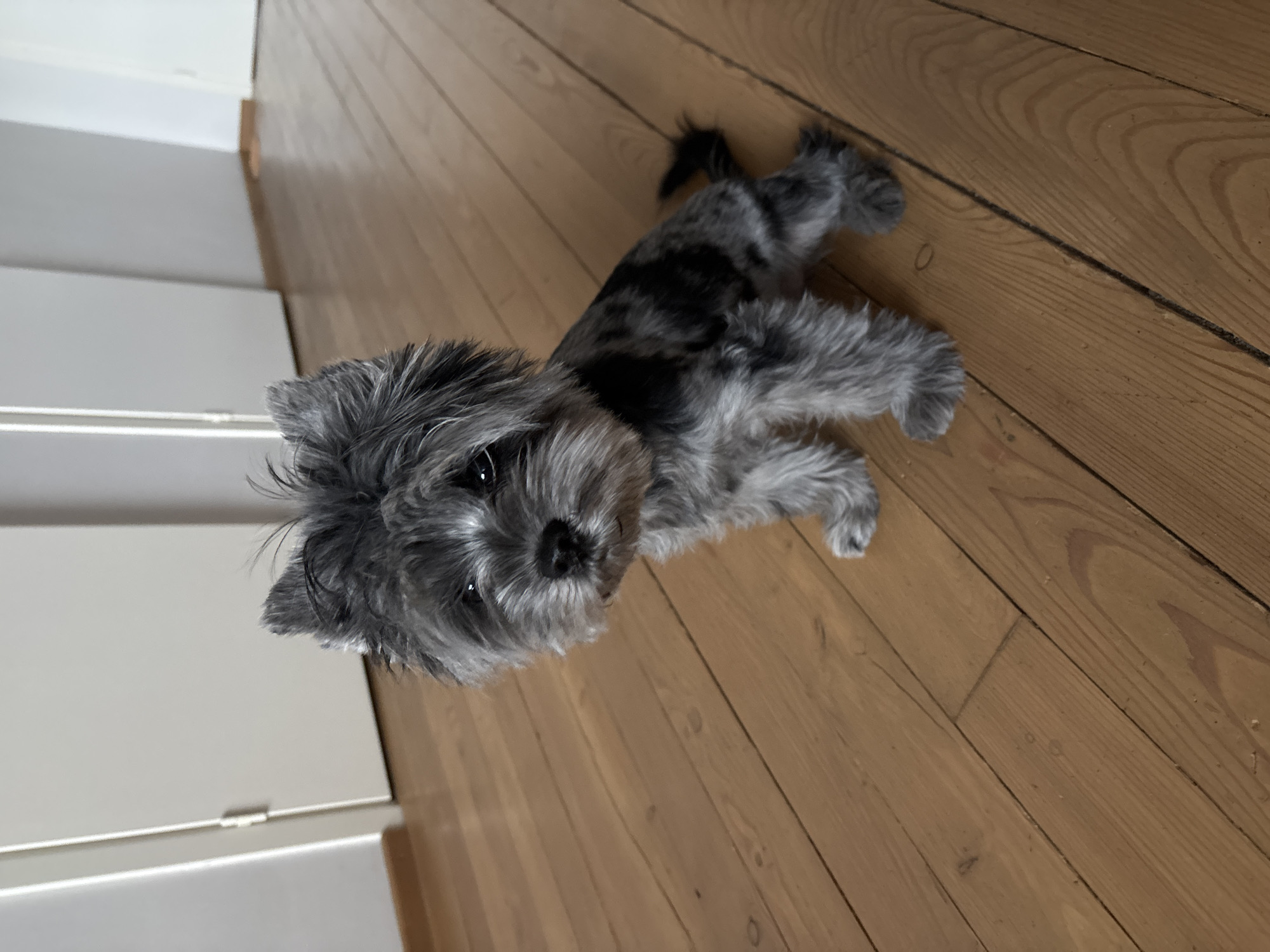 The media displays a small, fluffy dog with distinctive grey and black mottled fur, possibly a terrier mix, lying on a light brown wooden floor. The dog has dark, attentive eyes and a black nose, and its shaggy fur around its face contrasts with the shorter fur on its body. It is positioned diagonally across the frame, looking directly up at the camera with a curious and calm expression.
On the left side of the image, a light-colored, possibly white or off-white, piece of furniture or wall paneling is visible, featuring horizontal lines and a small metal hinge. The setting is indoors, likely a home, characterized by the warm wooden floorboards and modern interior elements. This scene takes place in Chaikovsky, Russia. The lighting is bright and even, suggesting daytime or a well-lit interior. No visible text is present in the image.