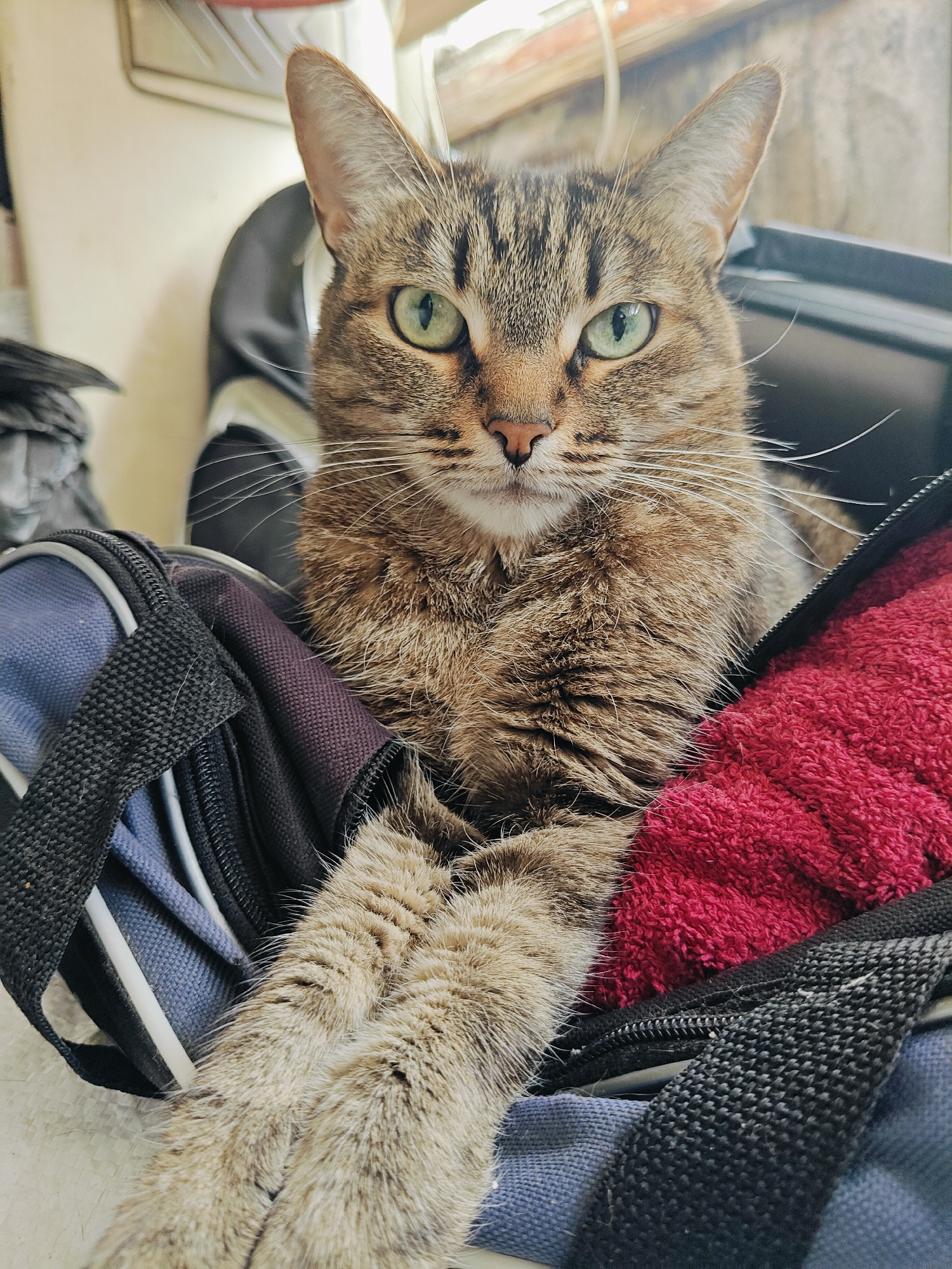 A tabby cat with green eyes is nestled in a blue and black bag, with a red towel visible to its right. The cat is looking directly at the camera. The background consists of what appears to be an indoor environment with shelves and lighting. The image has a slightly washed-out appearance. No specific location in Chaikovsky, Russia, can be determined from the visual information provided.