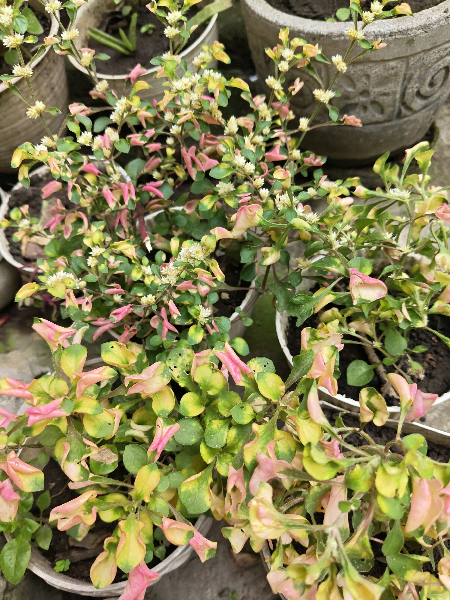 The image shows a close-up view of several potted plants with variegated leaves, predominantly green and pink. The plants have small, white, star-shaped flowers. They are in white plastic pots, with some larger decorative pots visible in the background. The ground appears to be made of concrete or stone. The lighting suggests it is daytime, possibly outdoors. The scene is likely a garden or nursery, possibly in the city of Sumberwono, Indonesia, as indicated by the context provided. There are no people or animals visible in the image.