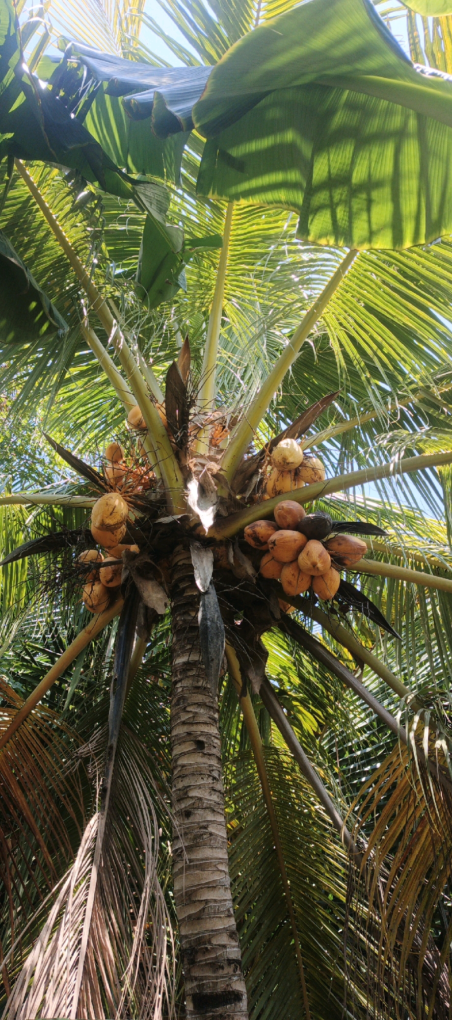A low-angle shot captures a cluster of coconuts on a palm tree in Sidodadi, Indonesia. The coconuts, varying in shades of yellow and brown, are nestled amongst the tree's fronds. The trunk of the palm tree, textured and segmented, rises from the bottom of the frame. Lush green leaves, some with hints of brown, fan out from the top, catching the sunlight which creates dappled patterns. The sky is visible in the upper right corner, a clear blue. No people or animals are present in the scene.