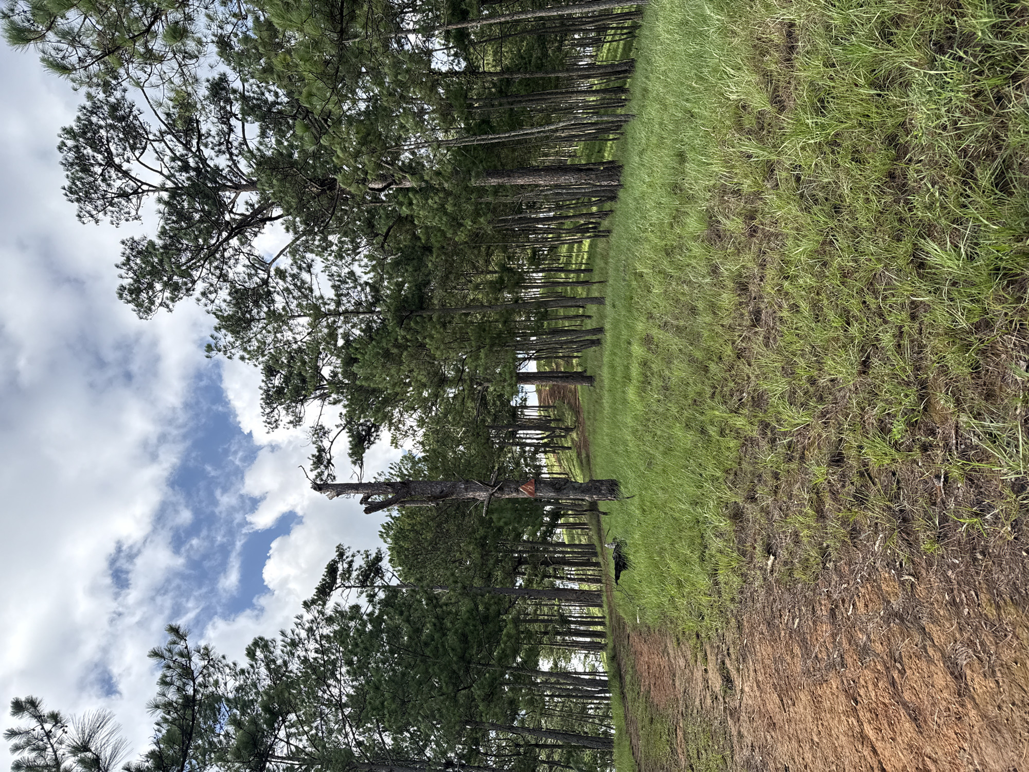 The image presents a natural landscape within the Lam Vien area of Da Lat, Vietnam, characterized by a forested hillside under an overcast sky. A reddish-brown dirt path, appearing well-worn and curving gently upwards, occupies the left foreground and extends towards the center of the frame. To the right of the path, a gentle slope is covered in vibrant green grass, which varies in density and includes some drier patches. Numerous tall, slender pine trees, with dark green foliage, line the path and densely populate the hillside, forming a thick forest that extends into the background. A prominent dead tree trunk, stripped of branches, stands near the center-left with a small, reddish-orange triangular marker attached to it. A dark, indistinct object, possibly a log, rests on the ground to the right of this dead tree. The sky above is predominantly overcast with white and gray clouds, though distinct patches of blue sky are visible in the upper center and left. No individuals or animals are present, and no discernible actions or interactions are occurring.