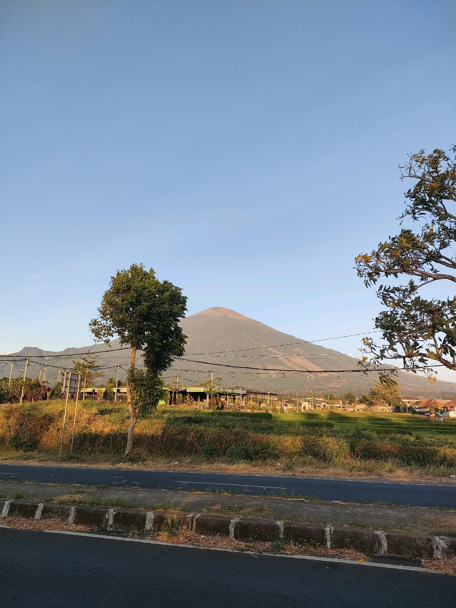The image depicts a rural landscape with a prominent mountain in the background under a clear blue sky. In the foreground, a paved road runs horizontally, bordered by a concrete curb and a grassy shoulder. Beyond the road, a lush green field, likely rice paddies, stretches towards a row of trees and buildings. A single, tall tree stands in the middle ground, its green foliage contrasting with the drier grasses. Overhead, power lines are strung between poles, spanning across the scene. To the right, the branches of another tree with yellow blossoms are visible, extending into the frame. The overall impression is one of a tranquil, sun-drenched setting in a village environment.